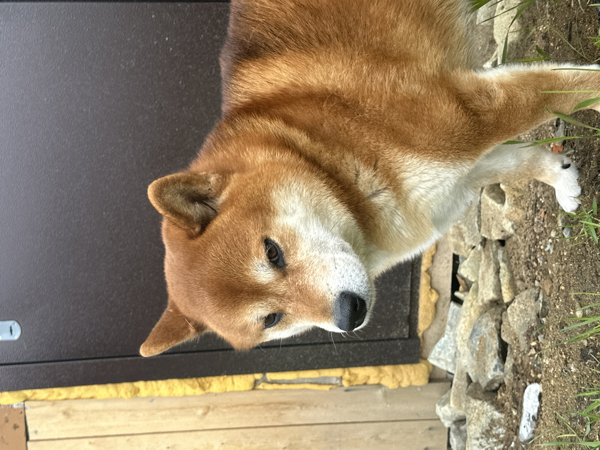 A close-up, top-down shot shows a Shiba Inu dog. The dog has a reddish-brown coat with white markings on its chest and paws. It is standing near a dark brown door with yellow insulation visible. There are also rocks and some grass in the background. The location is in the city of Unknown, Unknown.
