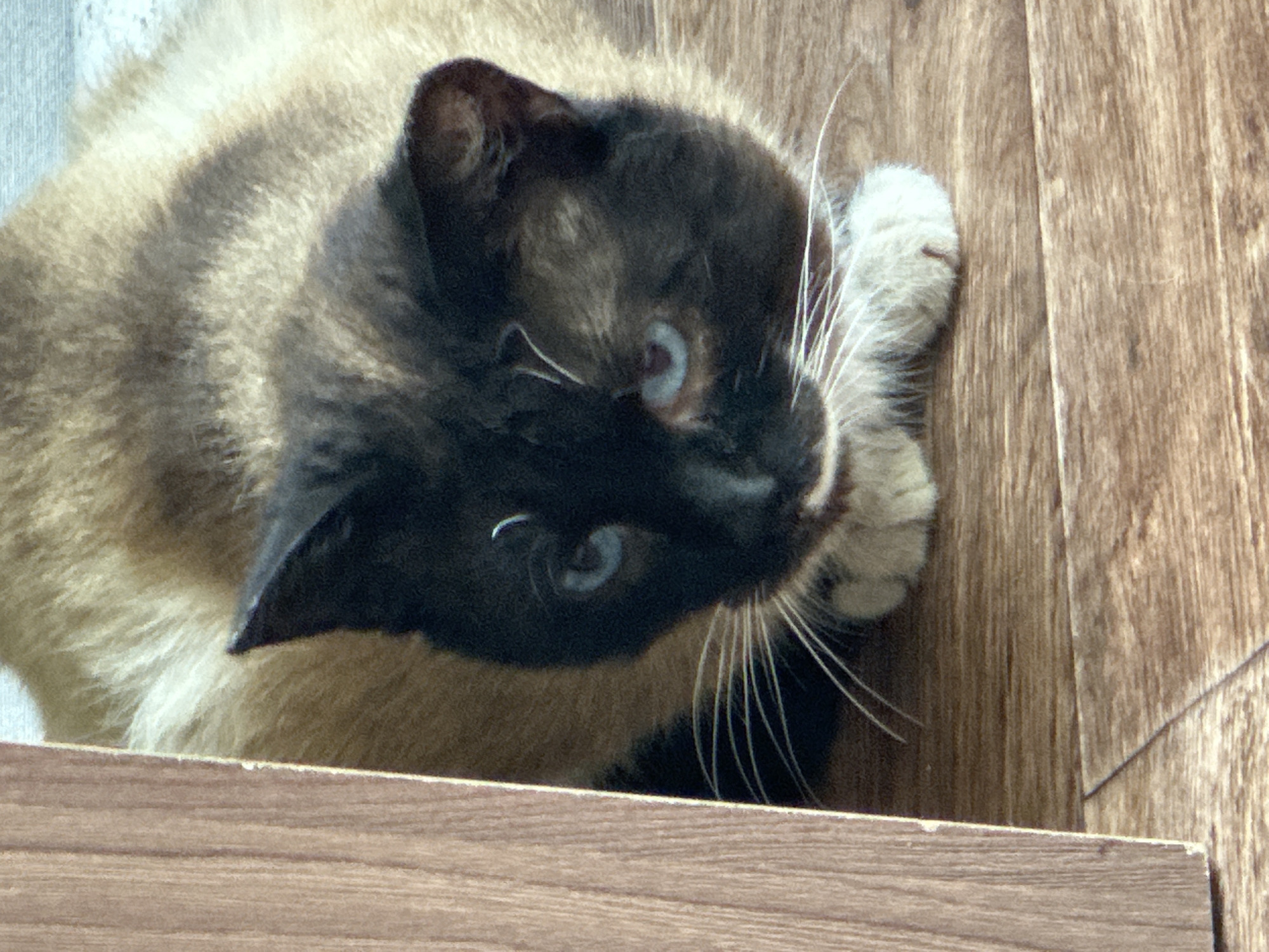 A close-up, top-down shot shows a Siamese cat resting on a wooden surface, likely a floor or table. The cat has a dark brown face, ears, and paws, with lighter brown fur on its body. Its eyes are blue. The cat's paw is curled near its face, and its whiskers are visible. The background consists of wood grain patterns. The location is stated as Альняш, Russia, though nothing in the image confirms this.