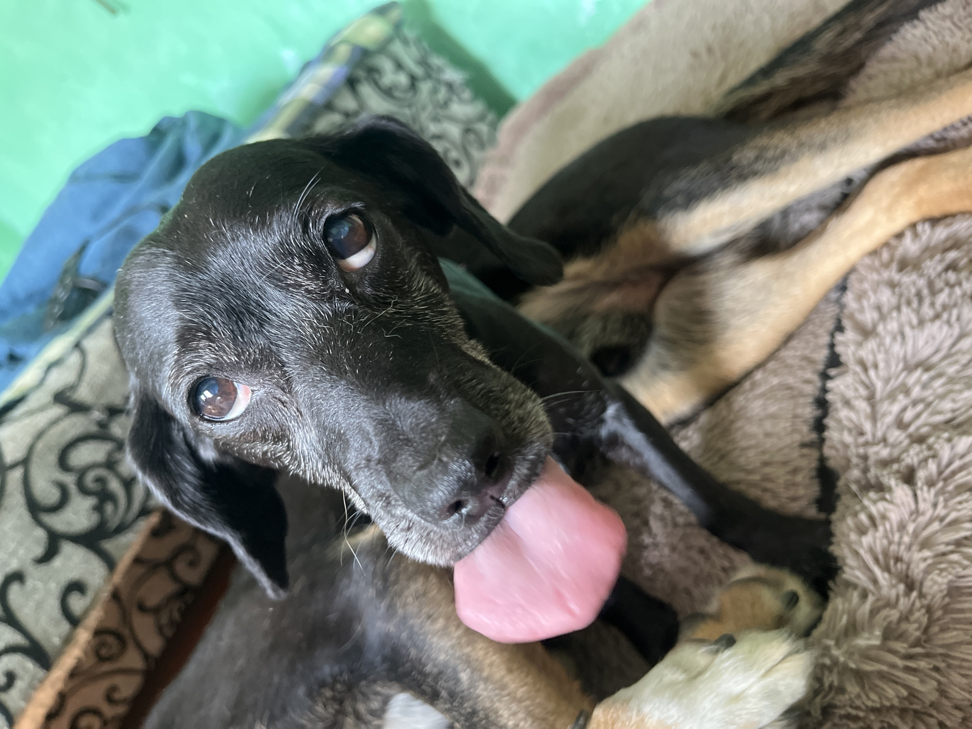 A close-up, eye-level shot captures a black dog with its tongue sticking out, resting on a textured brown blanket. The dog's head is angled slightly, with its right eye prominently visible, reflecting light. Its ears are long and floppy, framing its face. In the background, a green surface and patterned fabric are visible, suggesting an indoor setting. The image does not provide any specific information about its location in Nizhny Tagil, Russia.