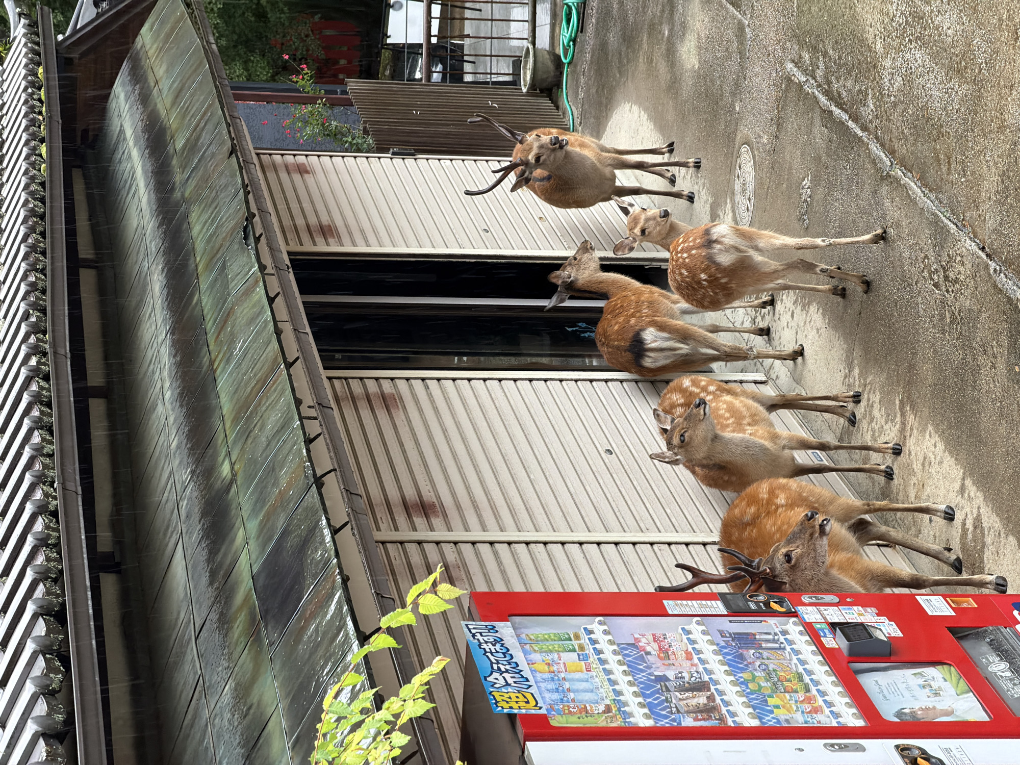 This forensic description details a daytime scene in Nara, Japan, featuring seven Sika deer on a wet concrete path adjacent to a building under rainy conditions.
**Subjects:** Seven Sika deer are present on the concrete path. Two adult males possess antlers; one, positioned center-right, faces left with its mouth slightly ajar, while the other is partially visible behind the red vending machine. Five additional deer, appearing as females or juveniles, are distributed across the foreground and midground. All deer exhibit brown fur with white rumps; one fawn shows distinct white spots. They are standing on the wet pavement.
**Objects - Building and Features:** The building occupies the background, featuring a traditional Japanese tiled roof, predominantly dark green with areas of moss or weathering. A dark metal gutter runs beneath the roofline, from which visible streams of rainwater descend, indicating active precipitation. The building's facade is constructed of horizontally corrugated metal shutters, painted a light beige or off-white. A dark, vertical opening, possibly a doorway, is visible near the center, and another shuttered opening is to its left.
A prominent red vending machine is positioned on the far left of the building's facade. Its display panel features numerous bottled and canned beverages and Japanese text, including "超冷えてます!!" (Super cold!!). The machine also has payment interfaces and a lower advertisement.
To the right of the main building section, a dark red wall or structure is visible, fronted by a low, wooden slatted fence. Red flowering plants are positioned near the dark red structure.
**Objects - Environment:** The ground is a light grey concrete path, visibly wet with puddles and streaks of water, indicating recent or ongoing rainfall. A distinct, uneven crack runs diagonally across the lower-right portion of the path. A circular metal manhole cover is flush with the pavement in the midground, near the deer. In the background, beyond the wooden fence, a dark potted plant and a coiled green garden hose are visible. Green leaves from a plant or tree are in the upper-left foreground, partially obscuring the roof.
**Actions and Interactions:** Rainwater is actively dripping from the building's roof and gutters. The deer are standing still on the wet pavement. One antlered deer appears to be vocalizing. No direct interactions between the deer or with human elements are observed.