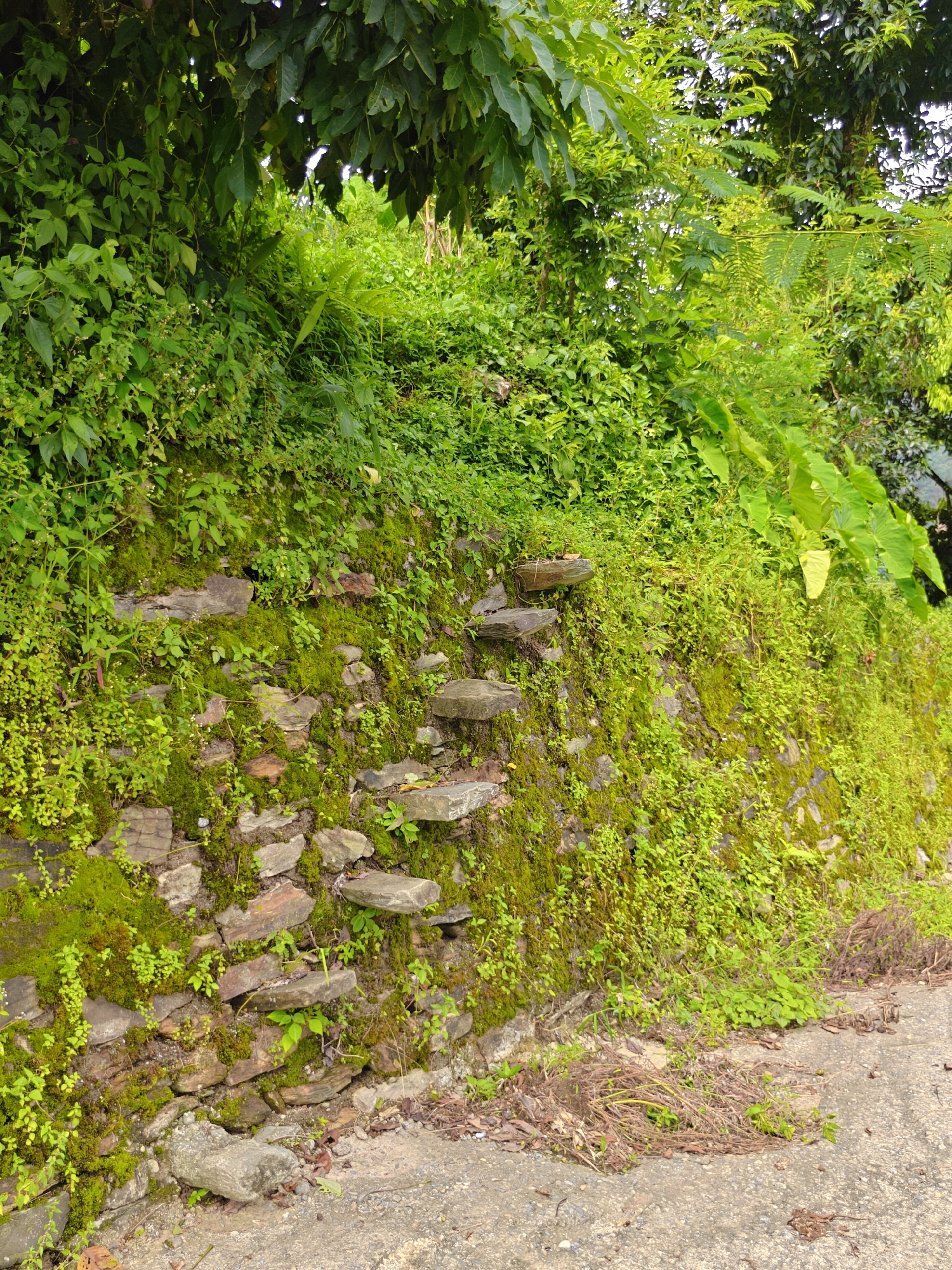 The image captures a lush, overgrown retaining wall in Pokhara, Nepal. The wall, constructed from irregular stones, is heavily draped in vibrant green moss and a variety of smaller plants, creating a textured, almost living facade. Several flat stones are integrated into the wall, forming a rudimentary, moss-covered staircase leading upwards. The top of the wall is crowned with dense foliage and trees, their leaves forming a canopy that casts shadows. The foreground features a rough, paved path, likely a road or walkway, with some dry leaves and debris scattered on its surface. The overall impression is one of nature reclaiming an old structure, with a sense of wildness and humidity characteristic of a subtropical climate. No people or animals are visible in the frame.
