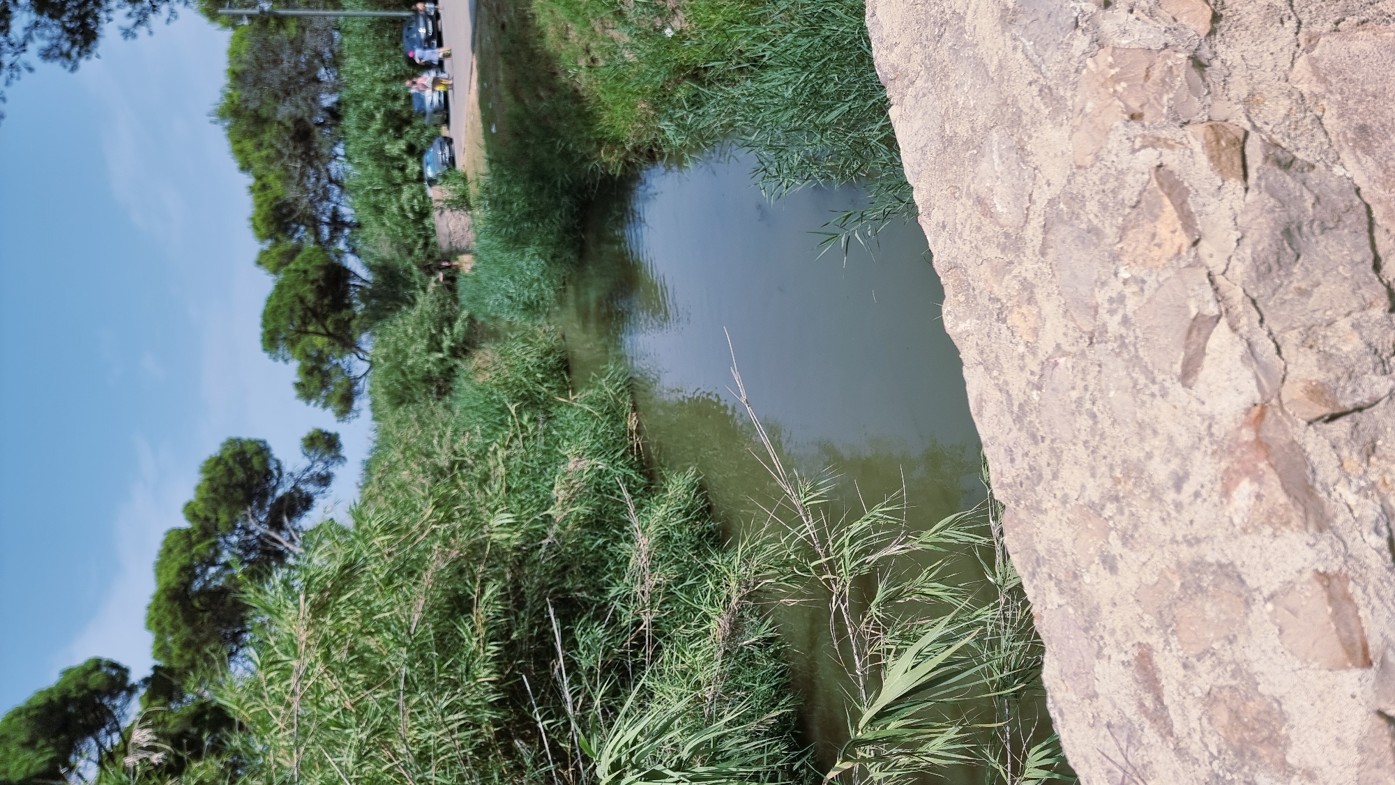 The image shows a narrow, slow-moving body of water surrounded by dense green vegetation. On the left side, tall, reedy plants with thin stalks and long leaves dominate the foreground, extending over the water. On the right bank, shorter, grass-like vegetation grows, and further up the bank, a line of trees can be seen. Beyond the trees, a paved area with several cars parked is visible, and a few people are walking. The sky is clear and blue. The foreground of the image is a rough, stone-like surface, possibly a wall or bridge edge. This scene is located along the Rubina river, near the beaches of Empúries, in l'Escala, Spain.