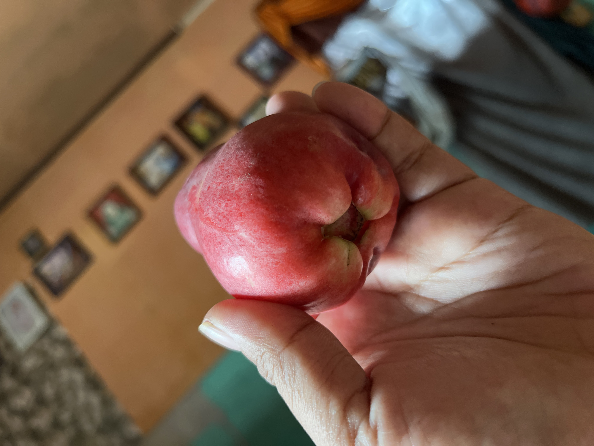 An overhead, close-up shot shows a person's hand holding a ripe, rosy-red bell fruit. The fruit is plump with a distinct bell shape, and its skin is smooth with a slightly glossy sheen. The hand holding the fruit is light-skinned, with visible knuckles and fingernails. The background is blurred, but it appears to be an indoor setting. The wall is painted a warm, orange hue and adorned with several framed pictures. The floor is covered with a patterned rug and a green mat. The general atmosphere suggests a casual, domestic environment. It is not possible to determine the exact location within Kruengmate, Indonesia, based on the provided image.