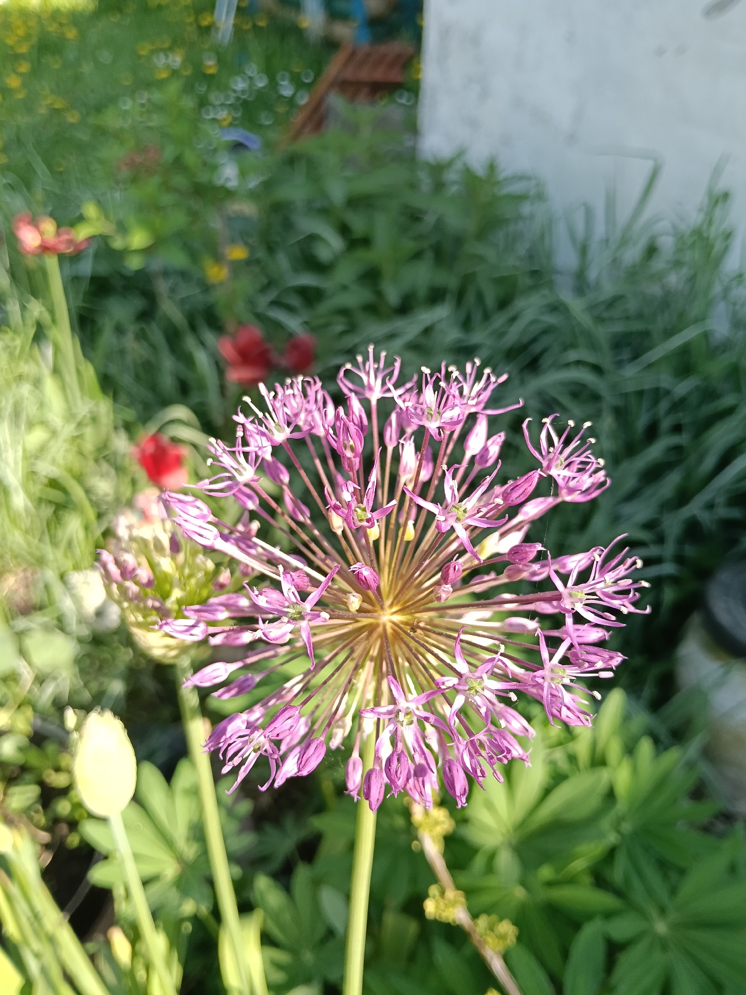 The image shows a close-up of a purple allium flower in a garden setting. The flower is in full bloom, with many small, star-shaped florets radiating from a central point. Other plants are in the background. The location, Красный Маяк, Russia, is not discernible from the image alone.