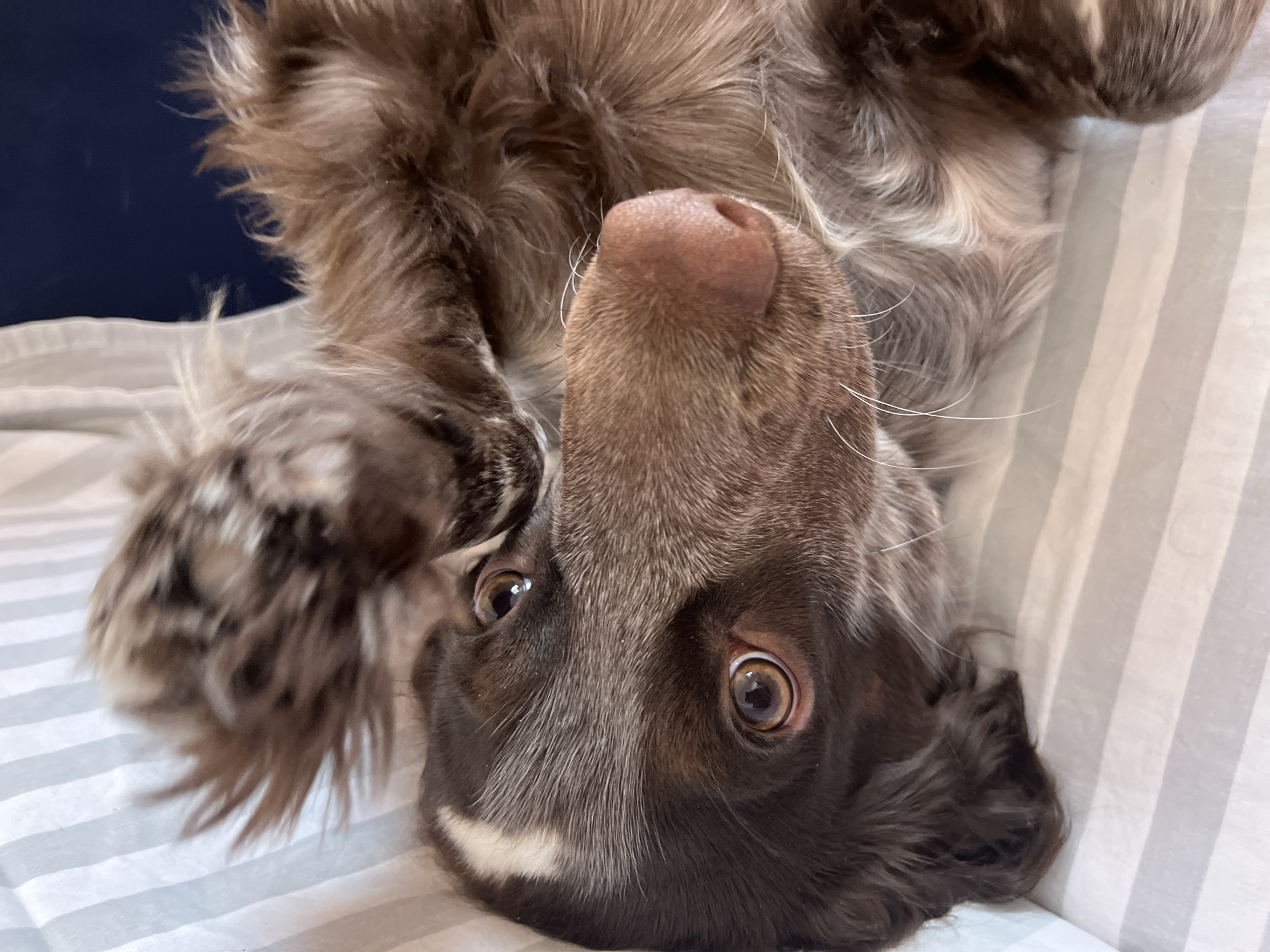 A brown and white Springer Spaniel dog is lying on its back on a gray and white striped surface. The dog's head is upside down in the frame, and its eyes are looking up. The dog's nose is prominent in the center of the frame. The background is slightly blurred, and a dark blue wall is visible in the upper left corner. It is not possible to determine the location as Chaikovsky, Russia from the given image.