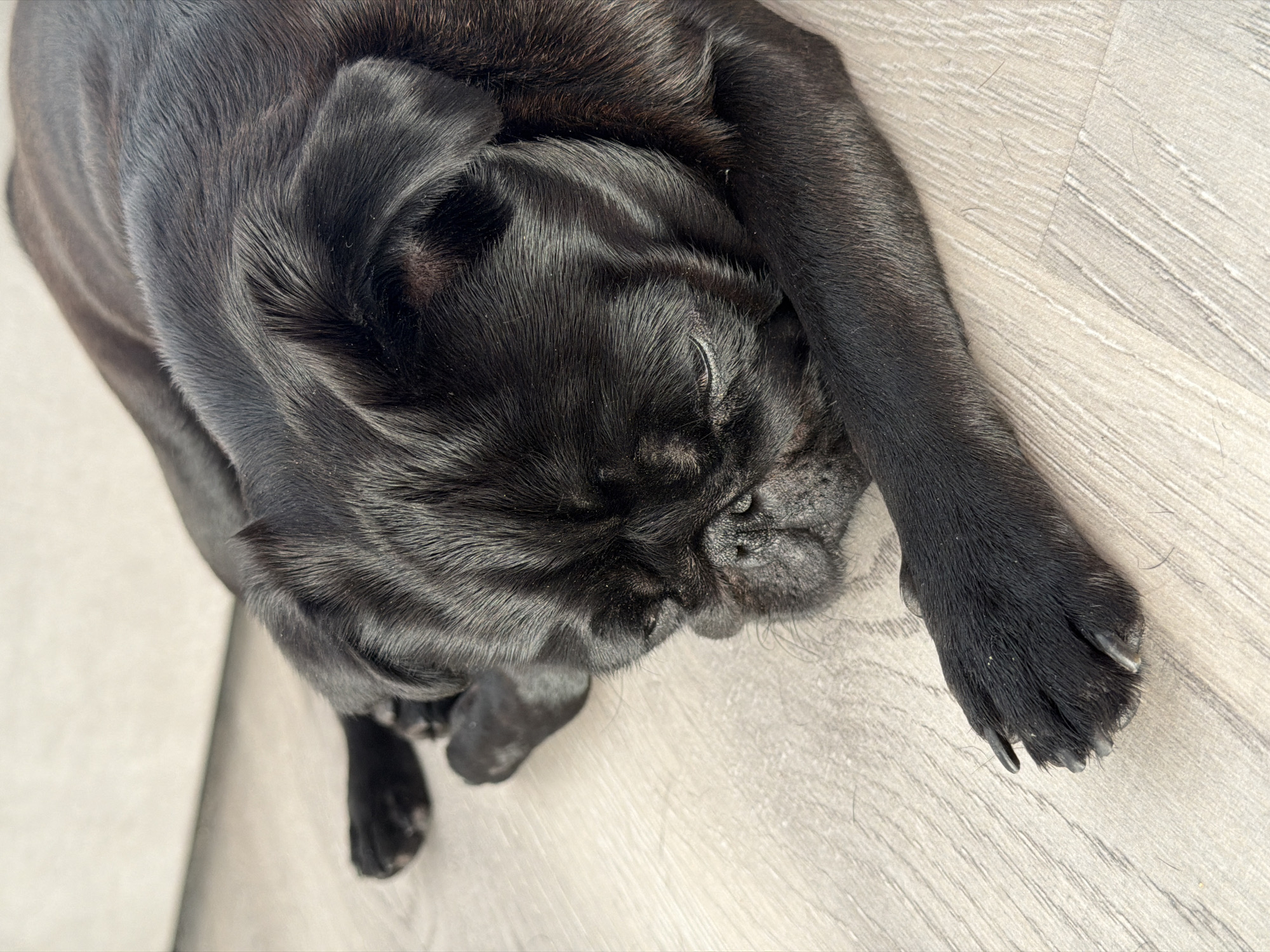 A black pug dog is sleeping on a light-colored wooden floor. The dog is lying on its side, with its head resting on its paws. The dog's eyes are closed, and its breathing is deep and even. The floor is clean and uncluttered. There are no other people or animals in the image. The lighting is soft and natural, suggesting it is daytime. The scene is peaceful and domestic. The location is Sirius, Russia.