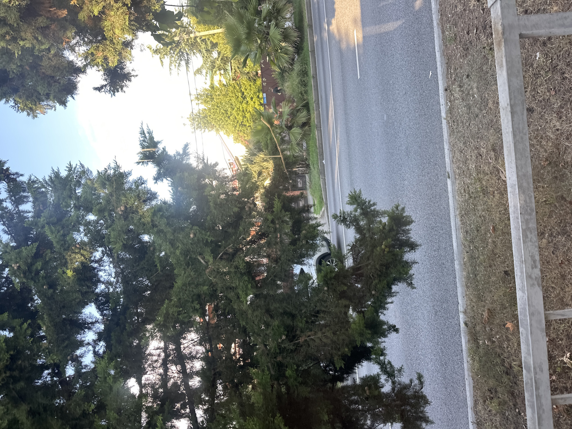 The image depicts a sunlit street scene in Sochi, Russia. In the foreground, a tall evergreen tree with dense foliage partially obscures the view. A portion of a modern, light-colored vehicle is visible on the right side of the road, appearing to be either parked or slowly moving. The road itself is asphalt, with clear lane markings. To the right of the road, there is a strip of dry grass and some brown foliage, bordered by a concrete curb. Beyond the curb, a variety of trees, including palm trees and coniferous trees, are abundant. Some residential buildings with orange roofs are visible in the background, nestled amongst the greenery. The sky is a clear blue with scattered white clouds, indicating daytime. The overall impression is a well-maintained urban environment with a significant presence of natural vegetation.