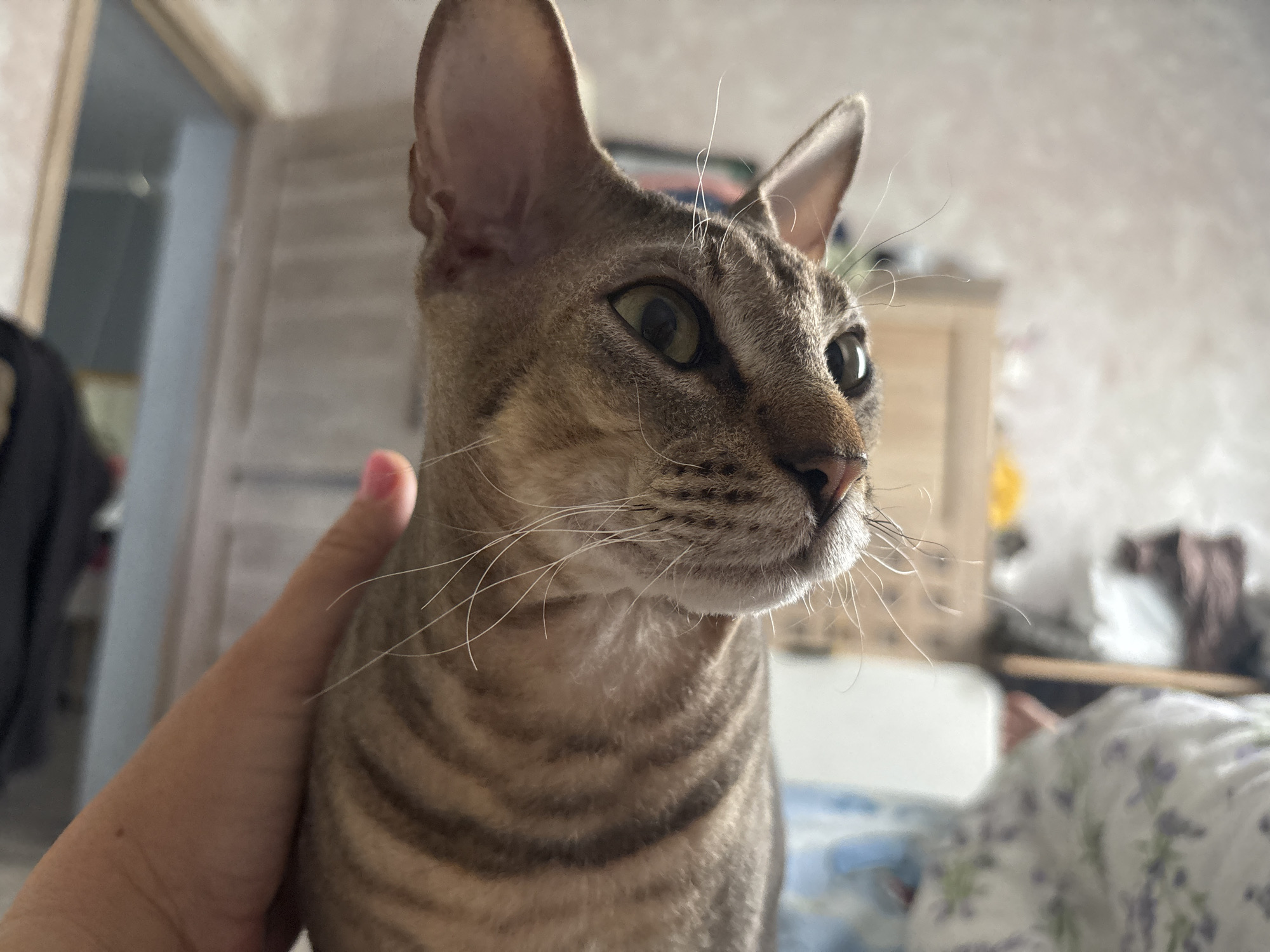 A close-up shot of a tabby cat being petted. The cat is light brown and gray with dark stripes, and has large, pointed ears and green eyes. A human hand is gently touching the cat's neck. The background is blurry, showing a room with a white dresser, a door, and a bed with floral patterned sheets. The image appears to have been taken indoors. The location provided, Natukhayevskaya, Russia, is not discernible from the visual information in the image.