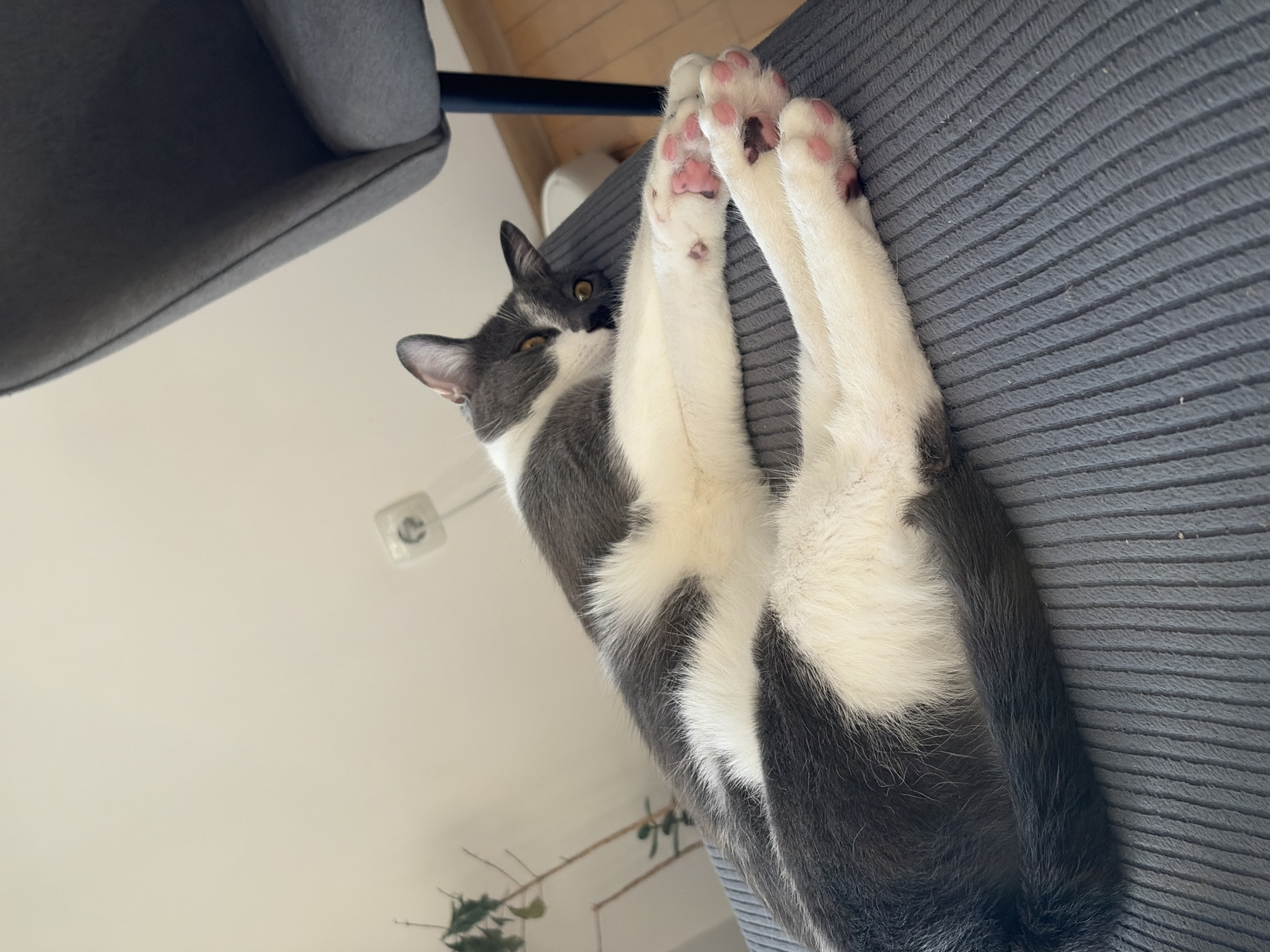 The image depicts a bicolored cat, primarily grey and white, resting on a ribbed grey upholstered chair in an indoor domestic setting. No people are present. The cat lies stretched on its left side with its front and rear paws extended forward, revealing prominent pink paw pads. Its head, with grey fur and open amber eyes, is slightly raised, looking directly towards the viewer. The background on the left consists of a plain light-colored wall with a multi-stemmed plant visible at the lower left. In the upper right quadrant of the wall, a white Type F (Schuko) electrical wall socket is visible, consistent with electrical standards in Sofia, Bulgaria. A portion of a matching grey upholstered chair back and a dark (presumably black) chair leg are visible on the right, above a light wooden floor.