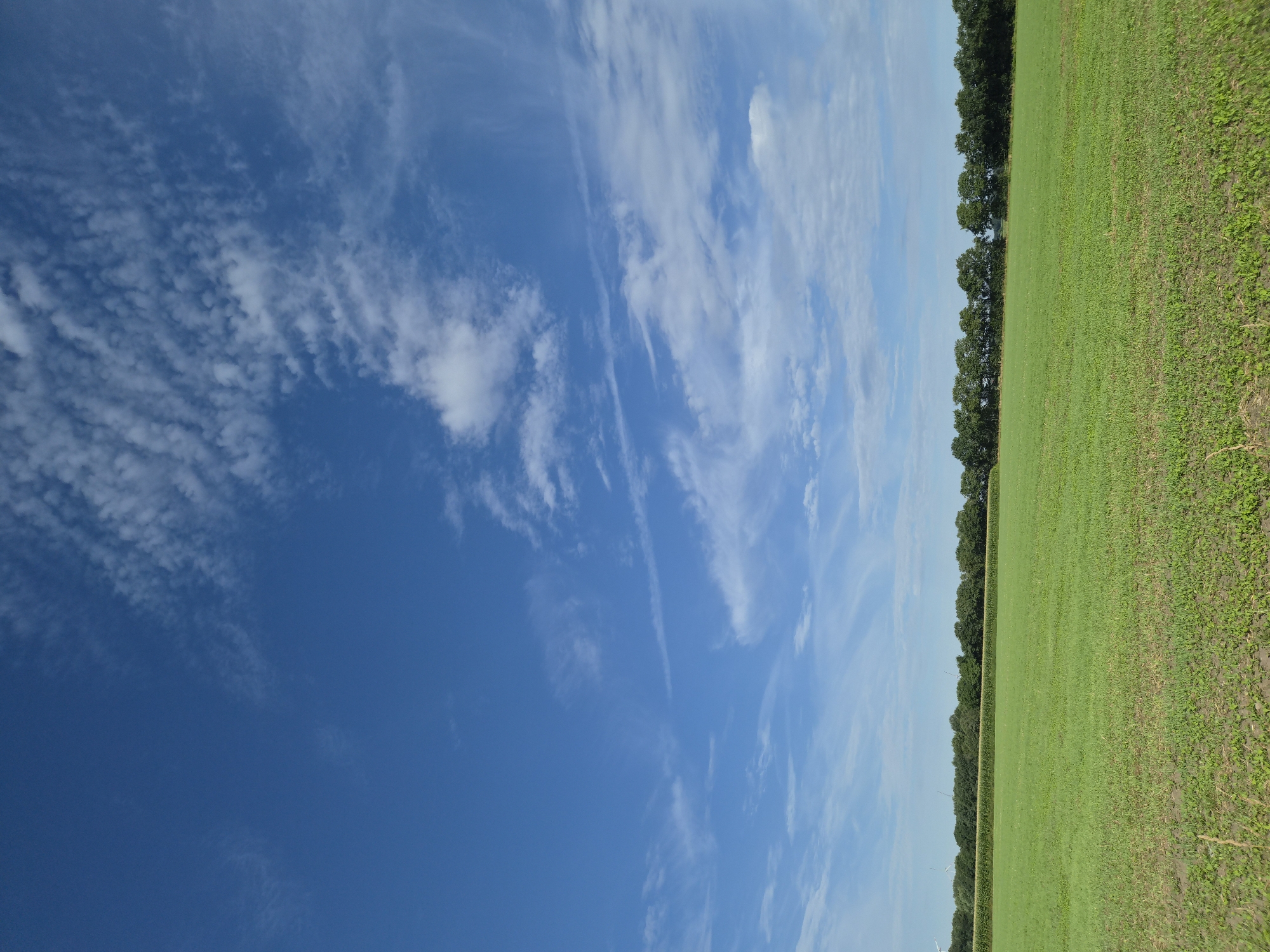 The image depicts an agricultural landscape under a bright blue sky with scattered white clouds. In the foreground, a vibrant green field stretches horizontally across the frame, with patches of bare earth and sparse vegetation visible at the very bottom. The field is divided into two distinct textures: a smoother, more manicured section in the mid-ground and a rougher, less uniform section in the foreground.
A dense line of dark green trees forms a natural barrier along the horizon, separating the field from the sky. Behind the trees, a less dense and lighter green field or crop is visible. In the far distance, several white wind turbines can be observed on the left side of the frame.
The scene is devoid of any human presence, animals, or vehicles, focusing solely on the natural environment. The lighting suggests it is daytime, with the sun high in the sky, casting a clear and unobstructed view of the landscape. The overall impression is one of open space and rural tranquility. The location is identified as Schiffdorf, Germany.