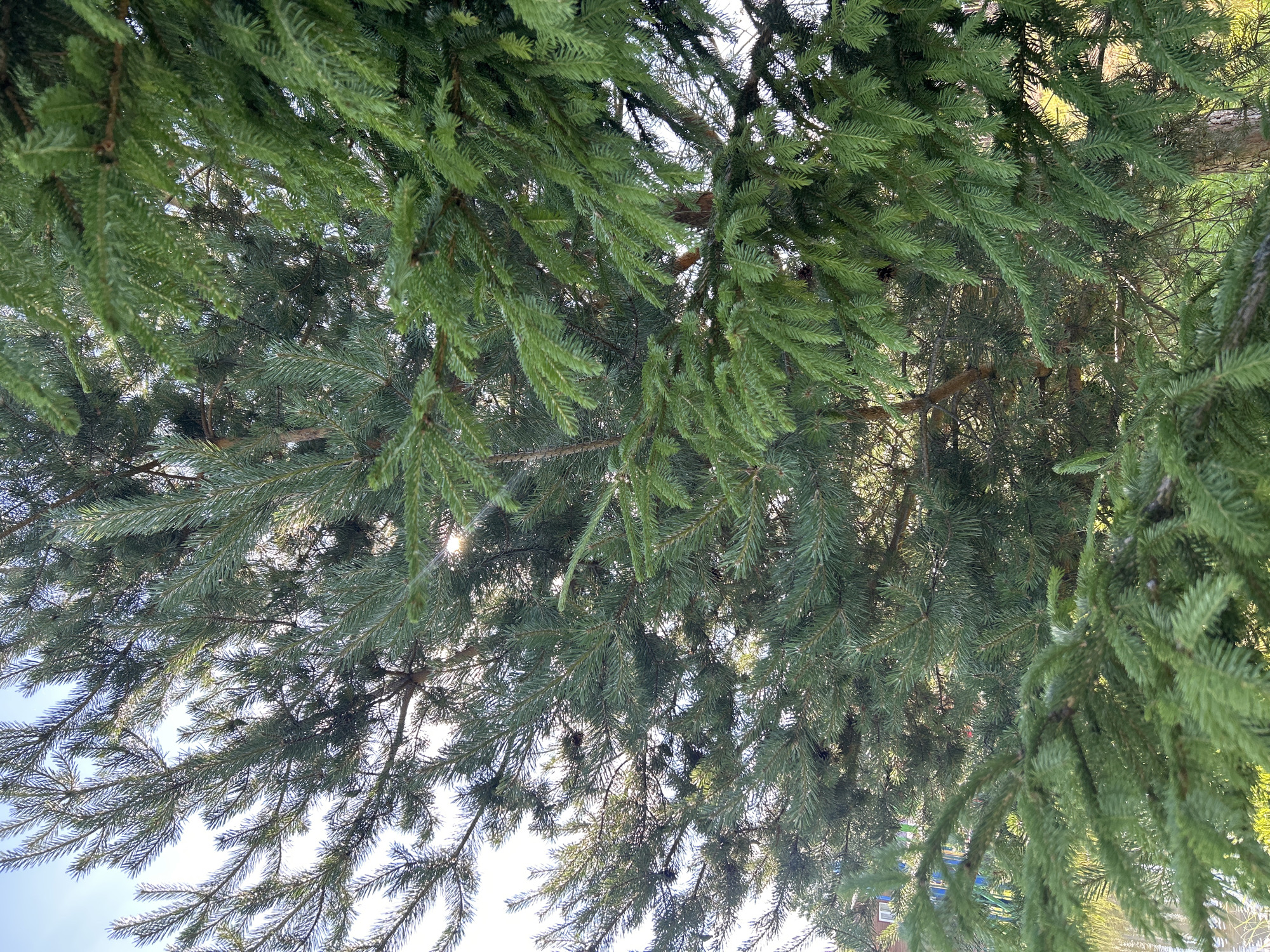 The image is a close-up, upward-facing view of the dense branches and needles of a spruce tree. The evergreen foliage fills the frame, creating a textured canopy of various shades of green. Sunlight filters through the branches, highlighting individual needles and casting dappled light and shadows. Some areas of the canopy are darker and more dense, while others allow glimpses of the bright sky, suggesting a clear day. The perspective from below the branches makes the tree appear vast and encompassing. There are no people or specific objects readily identifiable within the dense foliage, making the tree itself the sole subject. The scene is natural and outdoors, with hints of a brighter, possibly grassy area visible through thinner parts of the canopy in the upper right portion of the image. The overall impression is one of natural abundance and the intricate detail of the spruce tree. The crops provided emphasize the needle texture and the way light interacts with the dense foliage. The setting is identified as Слава Снт, Russia.