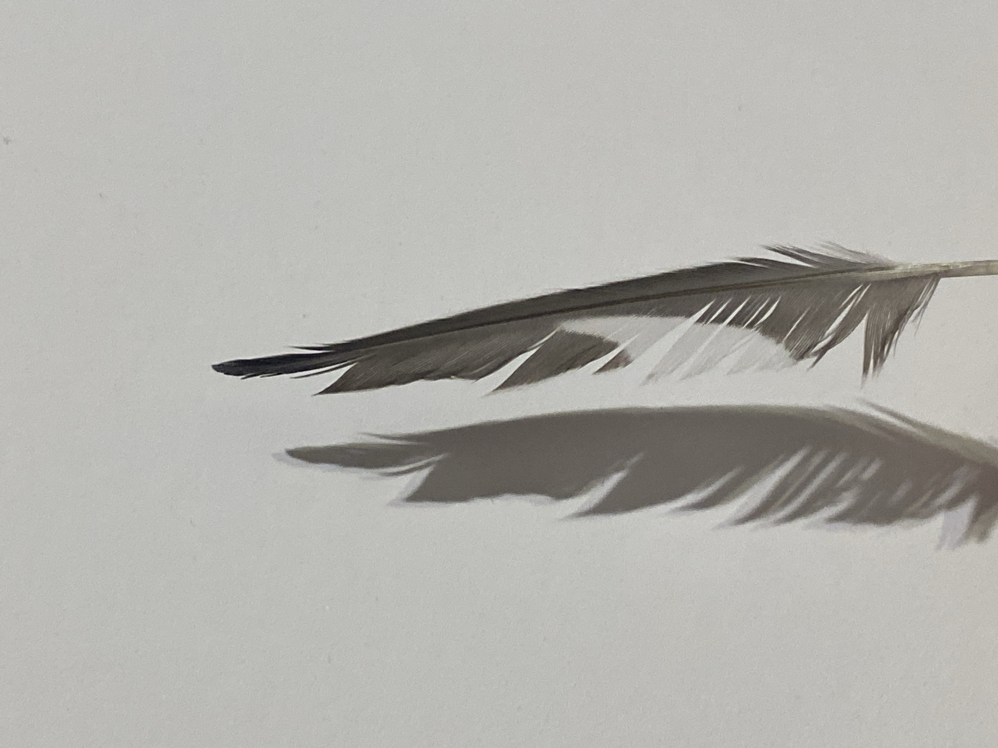 The image displays a single, dark-colored bird feather positioned horizontally on a plain, light gray surface. The feather is primarily dark gray to black, with a slightly lighter-colored central quill. It exhibits an asymmetrical vane, characteristic of a flight feather, with some individual barbs appearing slightly separated or ruffled, especially on the broader, trailing edge. A distinct, sharp shadow of the feather is cast directly below it, suggesting a strong, focused light source. The background is uniform and devoid of any other objects or distinguishing features, creating a minimalist composition. There is no discernible activity, specific location, time of day, weather, or visible text in the image.