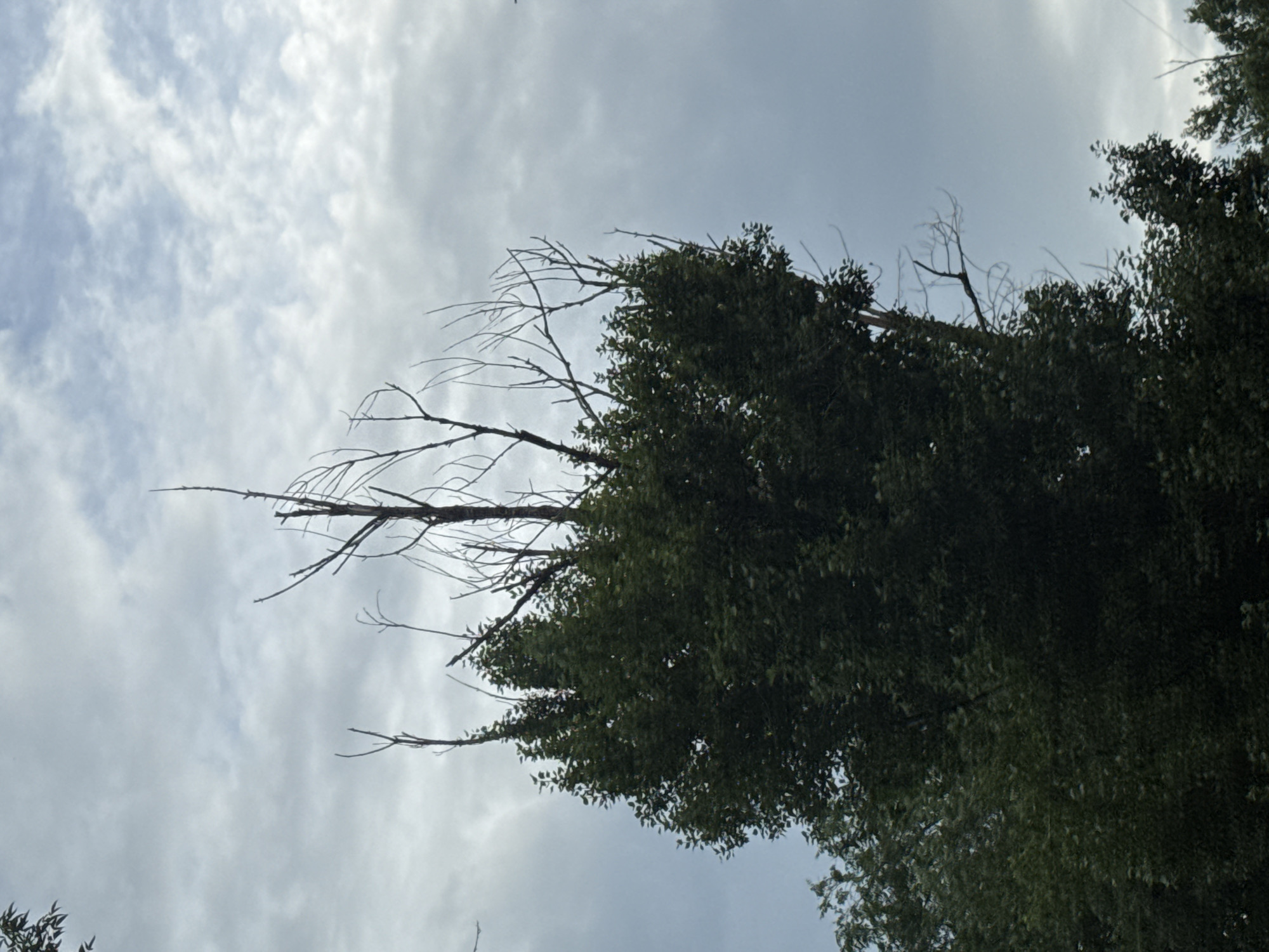 The image shows a close-up view of a tree against a cloudy sky. The tree has lush green leaves and several bare branches reaching out. The sky is filled with white and gray clouds, suggesting an overcast or possibly stormy day. The perspective is looking upwards, giving a sense of looking at the canopy of the tree. The image is taken in a vertical orientation. There are no people or objects other than the tree and sky. There is no visible text. The location context is Oral, Kazakhstan.