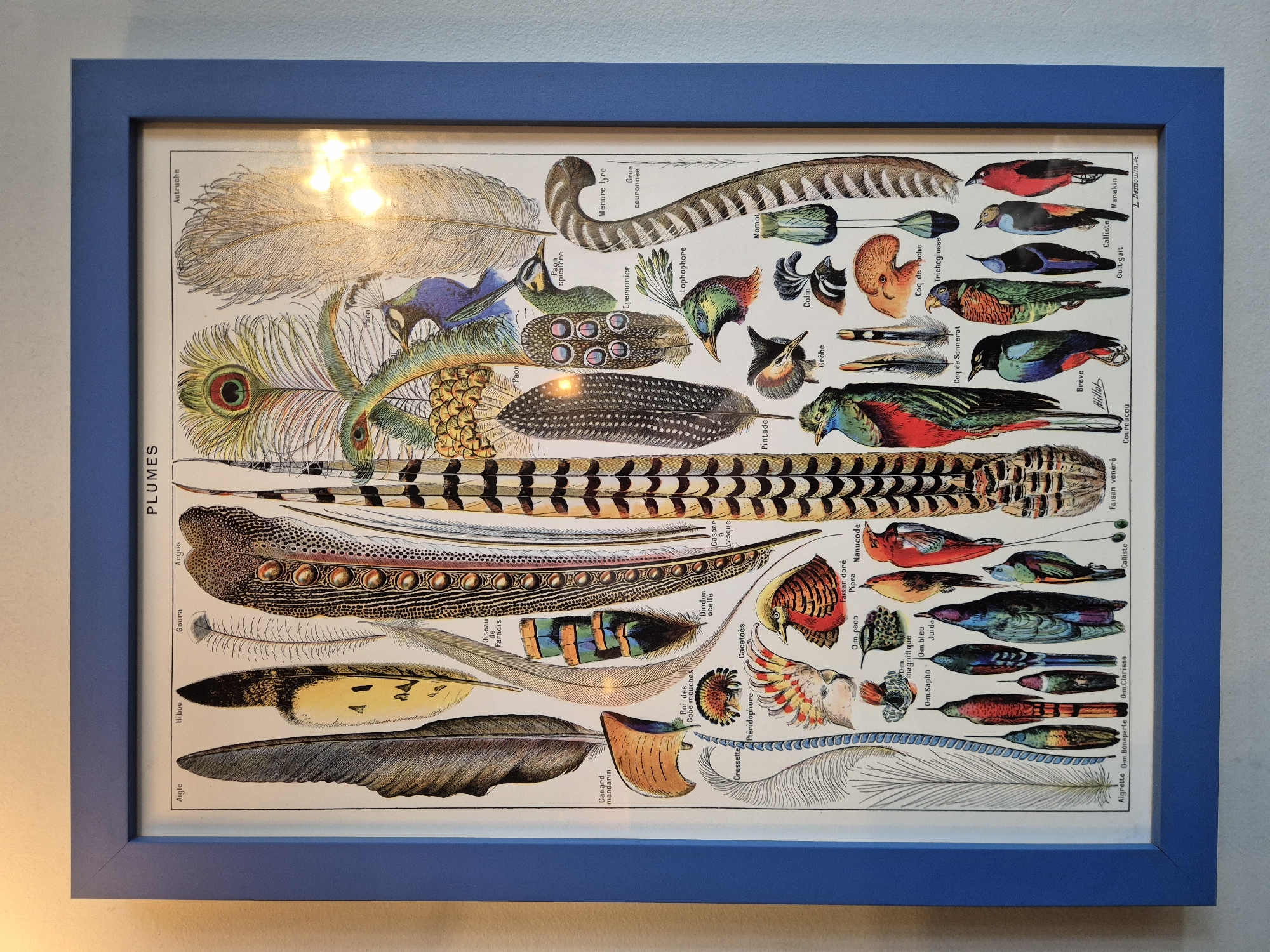A framed vintage-style scientific illustration, titled "PLUMES" (French for feathers), hangs on a plain light-colored wall in Needham Market, United Kingdom. The print is encased in a simple, flat royal blue frame. Significant reflections from light sources are visible on the glass covering the print, particularly in the upper left and central right sections.
The illustration features a comprehensive collection of detailed bird feathers of various sizes, shapes, colors, and patterns, alongside smaller, full-body illustrations of some of the birds. The feathers include those identified as from an ostrich ("Autruche"), peacock ("Paon"), argus pheasant ("Argus"), and mandarin duck ("Canard mandarin"), among many others. Birds depicted include the Momot, Manakin, Calliste, and various hummingbirds (labeled as "O-m." for Oiseau-mouche).
Numerous French bird names are visible next to their corresponding feathers or bird illustrations, such as "Ménure-lyre," "Grue couronnée," "Eperonnier," "Lophophore," "Colin," "Grèbe," "Coq de Sonnerat," "Brève," "Alillab," "Couroucou," "Faisan vénéré," "Pintade," "Oiseau de Paradis," "Goura," "Hibou," and "Aigle." A signature, "L. Dermoulin, sc.," likely indicating the engraver or artist, is present at the bottom right. The overall aesthetic suggests a natural history chart from a past era.