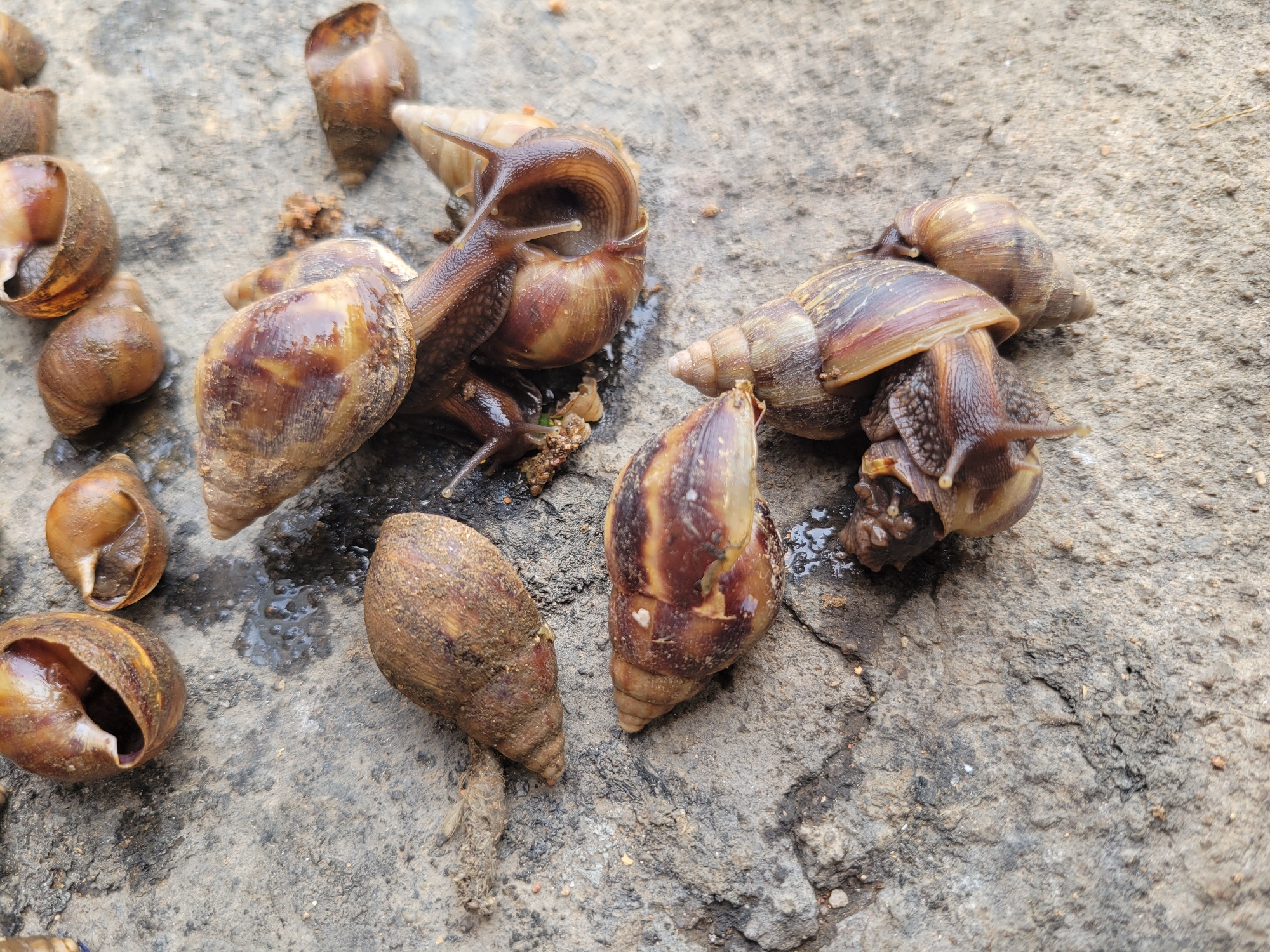 The image depicts a collection of Giant African Land Snails (Lissachatina fulica) on a rough, textured concrete surface, likely outdoors. Some snails are partially out of their shells, showing their bodies. Several empty shells are also present. The snails and shells are scattered across the surface with a small amount of water. Based on the prompt, the location is identified as the city of Jos, Nigeria. No people are visible. The scene suggests the snails are either being kept, prepared for consumption, or have naturally gathered in the area.