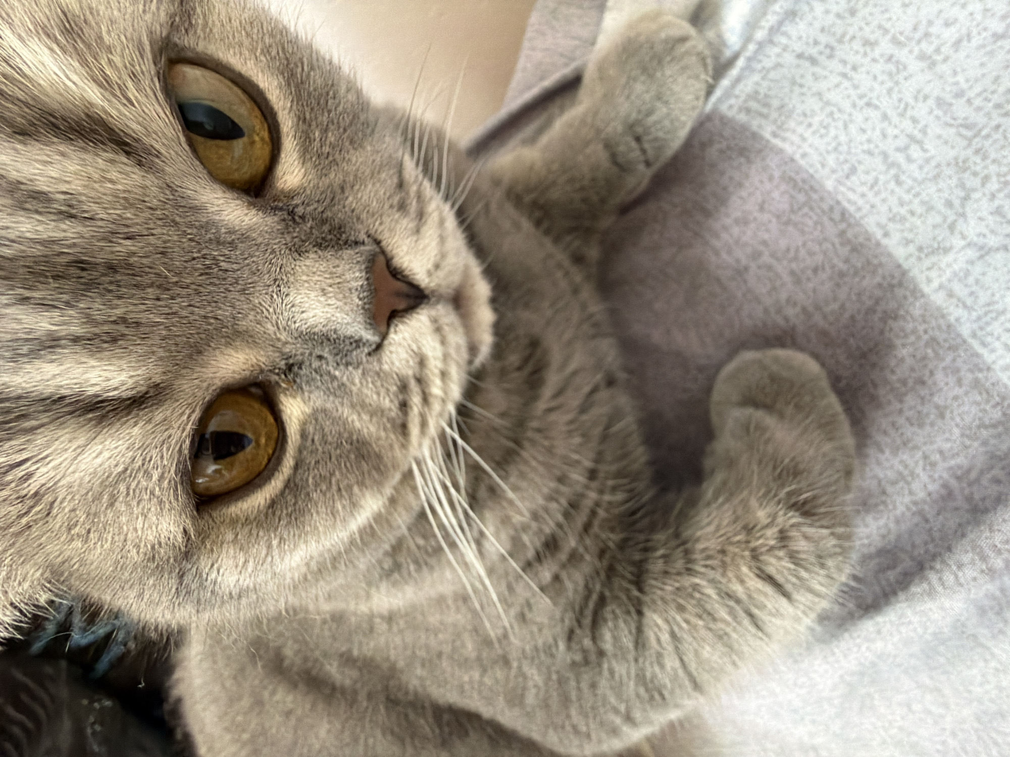 A close-up, high-angle portrait captures a grey tabby cat resting on a light-colored, textured fabric, likely bedding or a blanket. The cat's head is tilted slightly, and its large, striking amber or golden-brown eyes, with dark vertical pupils, are wide open and directly engaging the viewer, conveying a calm and curious expression. The feline has dense, soft grey fur with subtle tabby-like stripes visible on its face and forehead. Prominent white whiskers fan out from its muzzle, and its nose is a delicate pinkish-brown. A blurred paw is visible in the upper right portion of the frame, hinting at the cat's relaxed posture on the soft surface. The background is softly out of focus, drawing attention to the cat's features. The lighting is soft and even, suggesting an indoor setting, possibly during the daytime. The scene depicts a moment of rest or observation for the cat in Perm, Russia. No text is visible in the image.