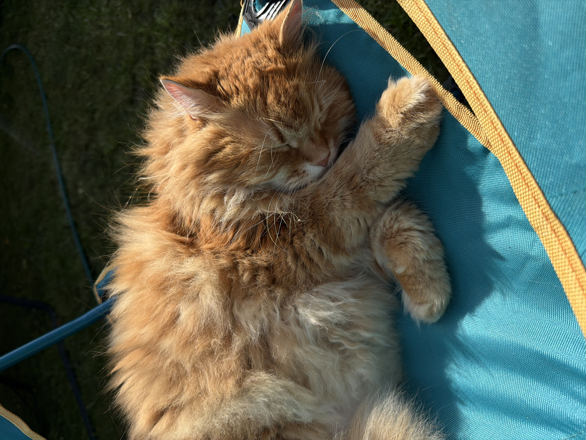 An orange tabby cat with long fur is sleeping curled up on a teal-colored canvas chair with yellow trim. The chair is outdoors, on a grassy surface, and the background shows more grass and a dark green garden hose. The lighting suggests it is daytime, with shadows from the chair and the cat visible on the fabric. The cat's eyes are closed, and its paws are tucked beneath its head. The scene appears peaceful and relaxed. The location of Peniki, Russia is not visible in the image.
