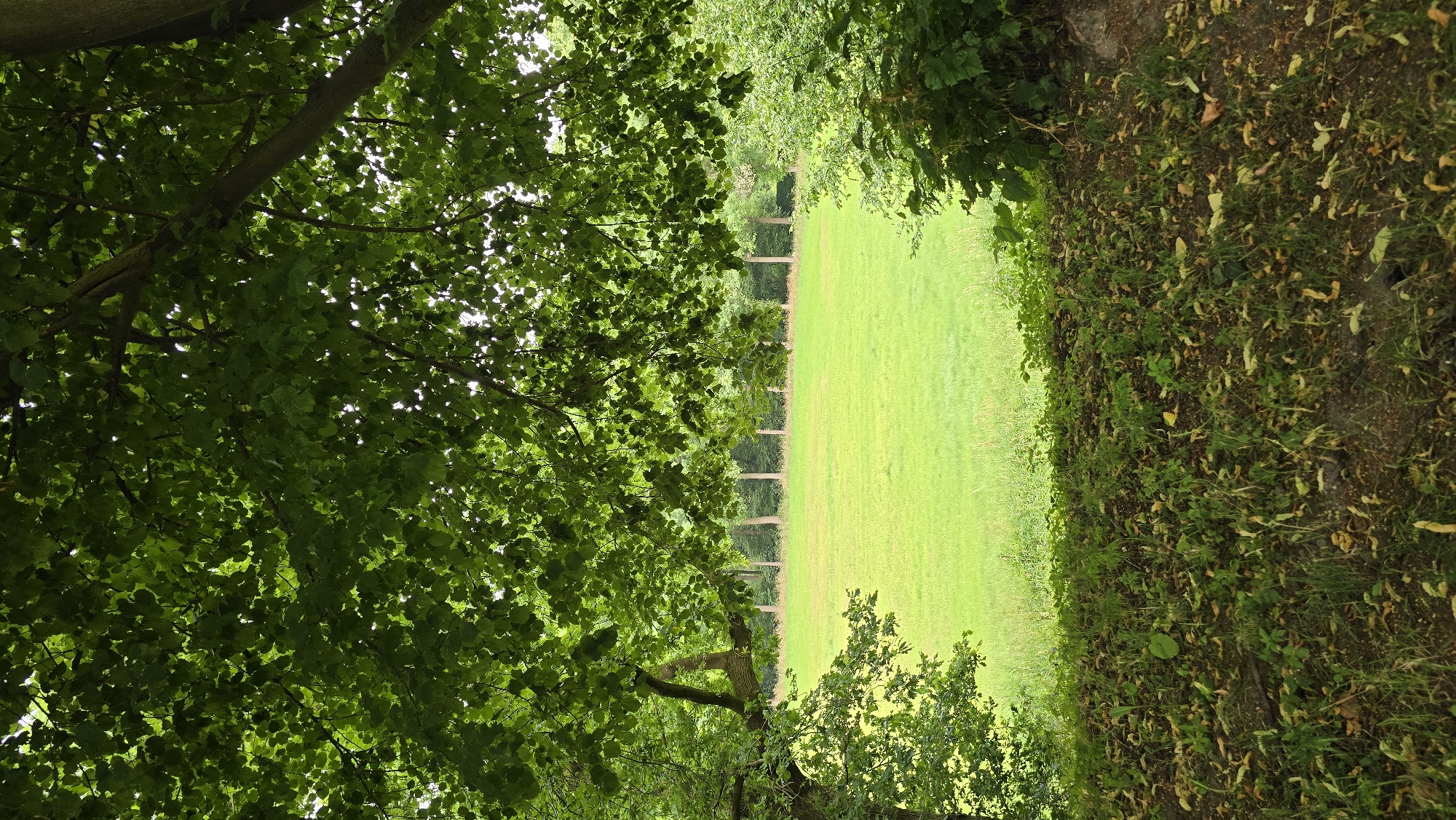 A view through dense green foliage of a large, open, sunlit grassy field in 's-Heerenberg, Netherlands. The foreground is a dirt path covered with green weeds and fallen brown leaves. The field is bordered by a line of tall trees in the distance. The sky is visible through gaps in the leaves overhead.