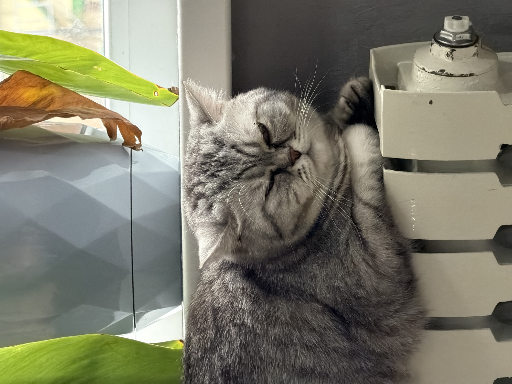 A silver tabby cat is sleeping next to a radiator and a potted plant. The radiator is painted white and has a silver valve on top. The potted plant has green and brown leaves. The cat is leaning against the radiator and appears to be asleep. The background is a gray wall. This image was taken in Chaikovsky, Russia.