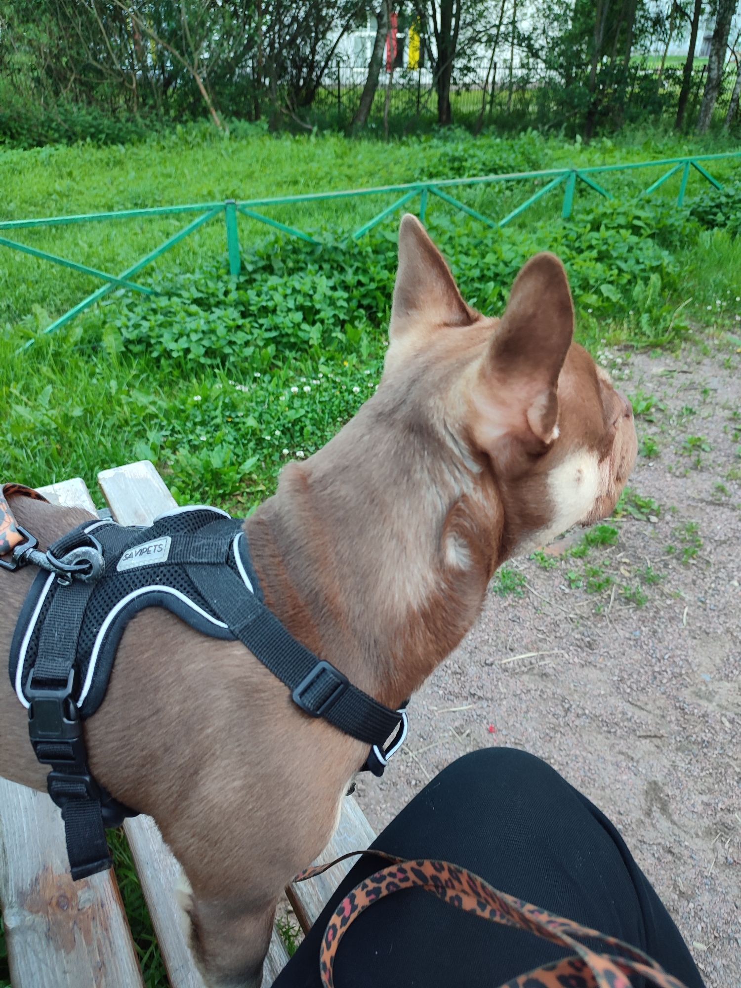 A brown French Bulldog with a black harness is sitting on a wooden bench in Vsevolozhsk, Russia. The dog is looking to the right, with its ears perked. The bench is in a park setting, with green grass and trees in the background. A green metal fence runs along the edge of the grass. The ground is covered with gravel. A person's legs, wearing black pants and a leopard-print strap, are visible in the foreground, suggesting the dog is with its owner.