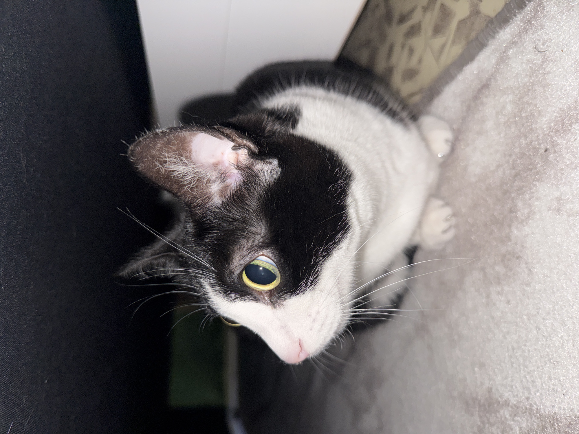 A black and white cat is positioned in the lower portion of the frame, looking upward. The cat's eyes are a distinct yellow color. The left side of the image displays a dark, undefined area, while the right side features a textured, light-colored surface that appears to be a blanket or similar soft material. No specific details connect the image to the city of Chaikovsky, Russia.