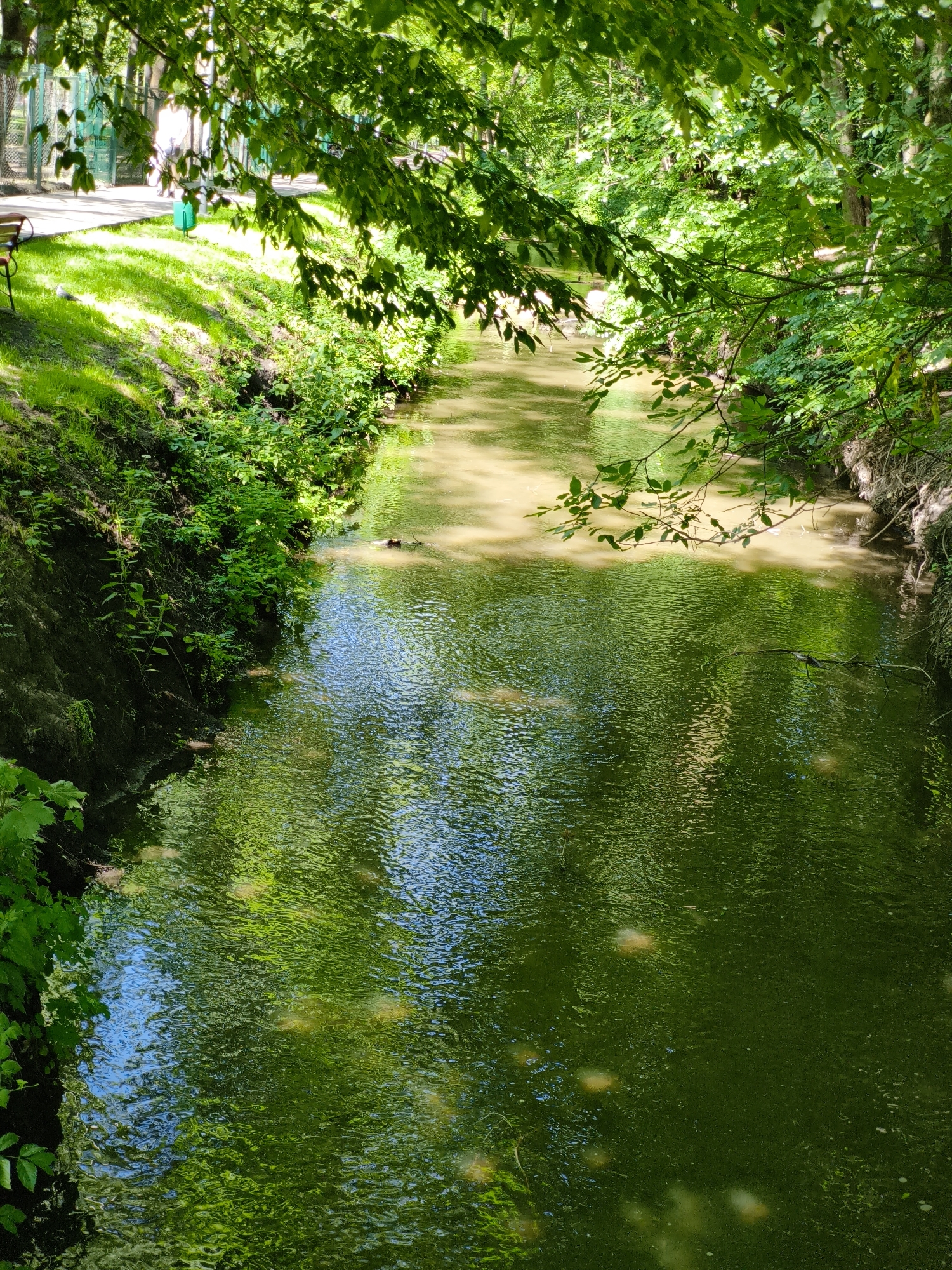 The image depicts a narrow, meandering stream or canal flowing through a park or wooded area, likely in Ternopil, Ukraine, given the context. The water is murky green and reflects the surrounding foliage, with sunlight creating dappled patterns on its surface. Overhanging branches of deciduous trees, heavily laden with lush green leaves, cast shadows onto the water and the grassy banks. The left bank of the stream is steeper and appears to be made of soil and roots, with dense green vegetation growing along its edge. The right bank is less steep and also covered in greenery. In the distance on the left, a paved walkway is visible, bordered by a fence and grassy areas. A green trash bin and a park bench are also present near the walkway. The overall scene suggests a peaceful, natural setting within an urban park.