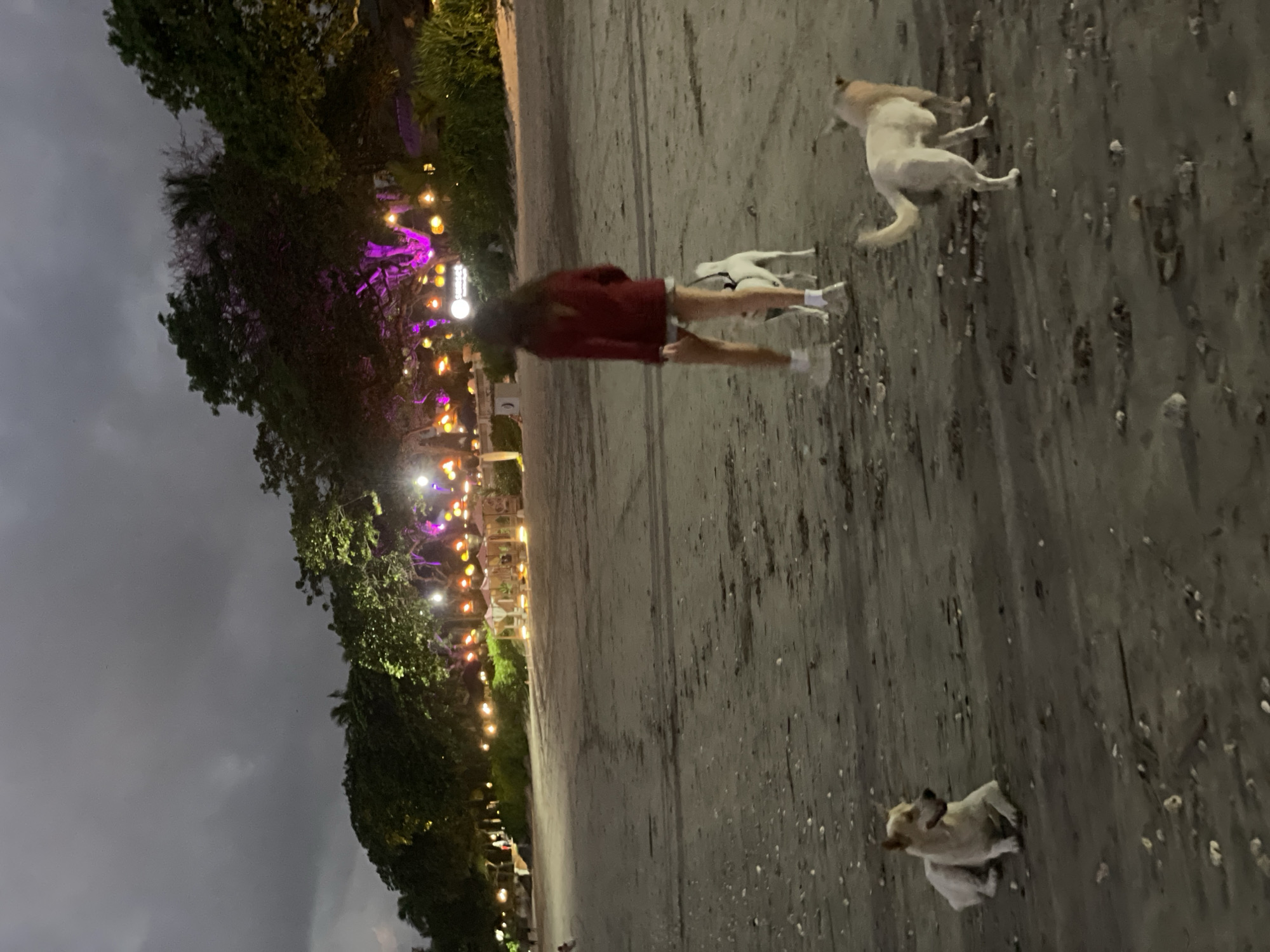 The image depicts a dimly lit beach scene at dusk, with a person walking a white dog on a leash. In the foreground, two other dogs are present: one lying down on the left and another standing to the right, facing away from the camera. In the background, trees are illuminated with purple and orange lights, and several small, covered cabanas are visible along the shoreline. The ground is sandy and littered with small shells and debris. The sky is overcast and dark.