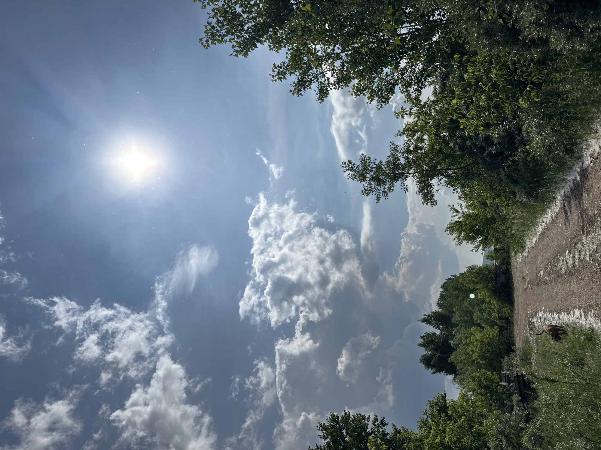 The image depicts a dirt road curving through a verdant landscape under a partly cloudy sky. The sun is prominently visible in the upper right quadrant, casting a bright glow. Lush green trees flank the sides of the road, with denser foliage forming a backdrop in the distance. A small, brown dog is visible in the lower left of the frame, walking on the side of the road. The road itself appears to be covered in light-colored debris, possibly leaves or natural sediment. The overall impression is one of a natural, rural setting, likely on the outskirts of a populated area, given the presence of the dog and the maintained appearance of the road. The location of Chaikovsky, Russia, is not visually indicated in the image itself, but the scene is consistent with a natural environment that might be found in the vicinity of such a city.