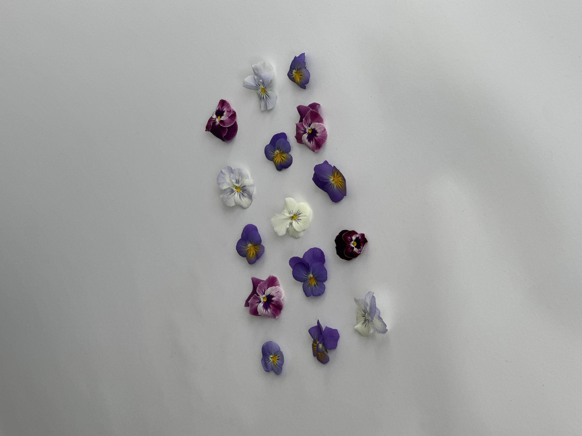 An overhead, still-life shot displays approximately 19 vibrant pansy flowers scattered across a plain, light grey surface. The flowers are arranged loosely in a vertical cluster towards the center of the frame, leaving significant empty space around them.
The pansies exhibit a range of colors, including deep purple, various shades of violet and lavender, white, and bicolored blooms combining light hues with darker magenta or purple. Many of the flowers feature distinct yellow centers or yellow markings on their lower petals. They appear fresh and are lying flat on the surface.
The background is uniformly a light, neutral grey, providing a clean and minimalist setting that highlights the colors and forms of the flowers. The surface appears smooth, with no discernible texture or features that would suggest a specific location or material. The lighting is soft and even, casting minimal shadows and creating a bright, clear appearance.
There is no activity or event depicted, and no people or other objects are present in the scene. The image does not contain any visible text, nor does it offer any visual cues to indicate the time of day, weather, or a specific location within London, despite the provided context. The focus is purely on the aesthetic presentation of the edible flowers.