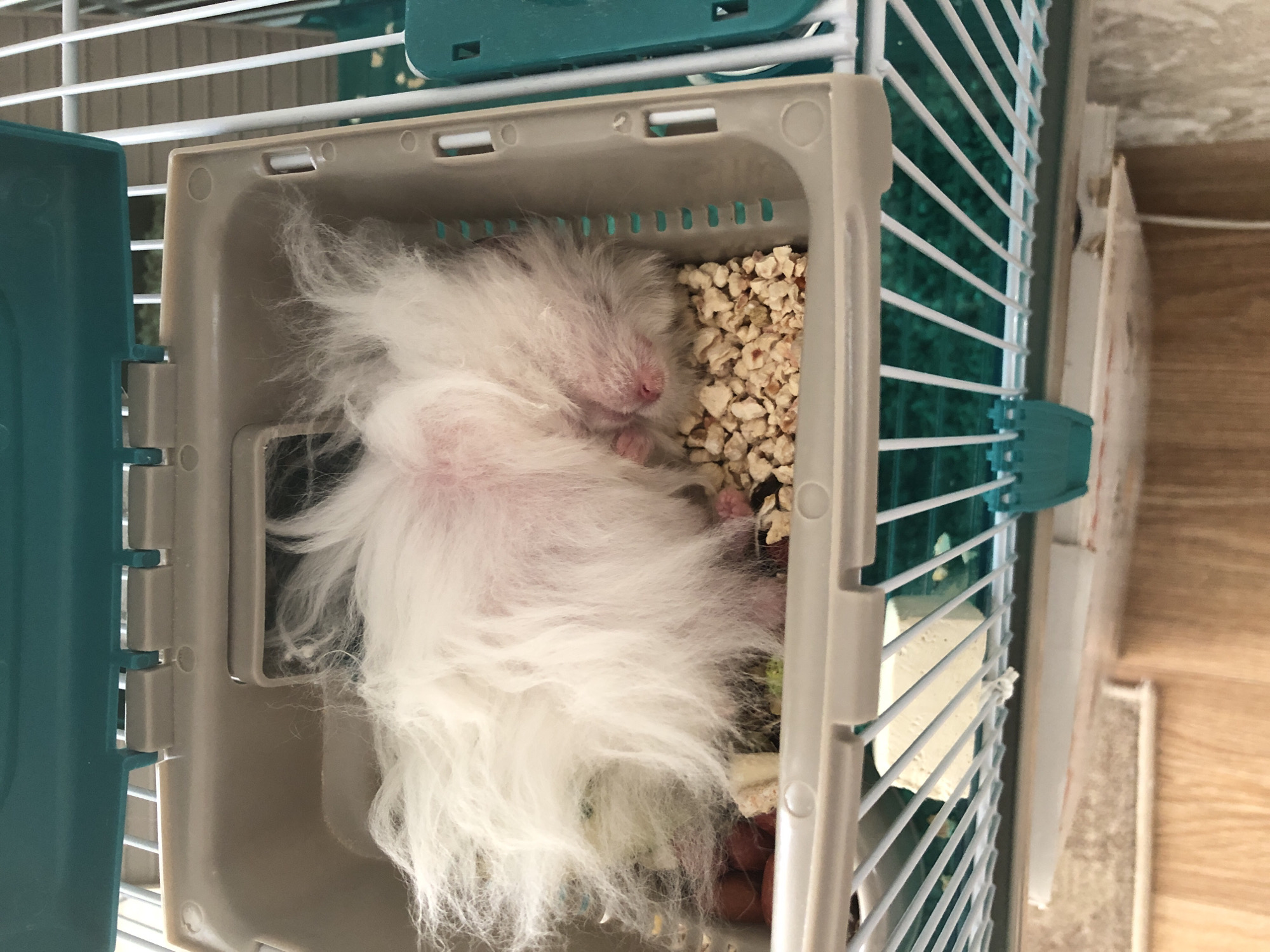 An overhead, eye-level shot shows a fluffy white hamster sleeping in a tan and teal plastic carrier, which is inside a white wire cage. The carrier is filled with tan bedding and some scattered seeds. The hamster is curled up on its side, facing to the right, with its head tucked in. Its eyes are closed, and its nose is pink. The hamster's fur is long and appears to be a light shade of pink. In the background, the cage bars are visible, along with a portion of the cage floor, which is green. The hamster is approximately 4 inches long. No humans or other animals are visible in the image. This image was taken in Solikamsk, Russia.
