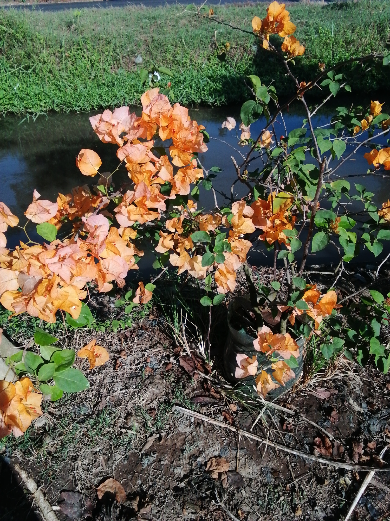 A close-up, eye-level shot showcases a vibrant orange bougainvillea plant with lush green foliage. The plant is situated outdoors, near a body of dark water, possibly a canal or stream, with a grassy bank to the left. The ground around the plant is a mix of dry soil, fallen leaves, and sparse grass. The bougainvillea's bright blooms are the focal point, with some petals appearing delicate and slightly faded. The scene is bathed in natural sunlight, casting shadows and highlighting the texture of the plants and the ground. The overall impression is one of natural beauty and tranquil outdoor setting.