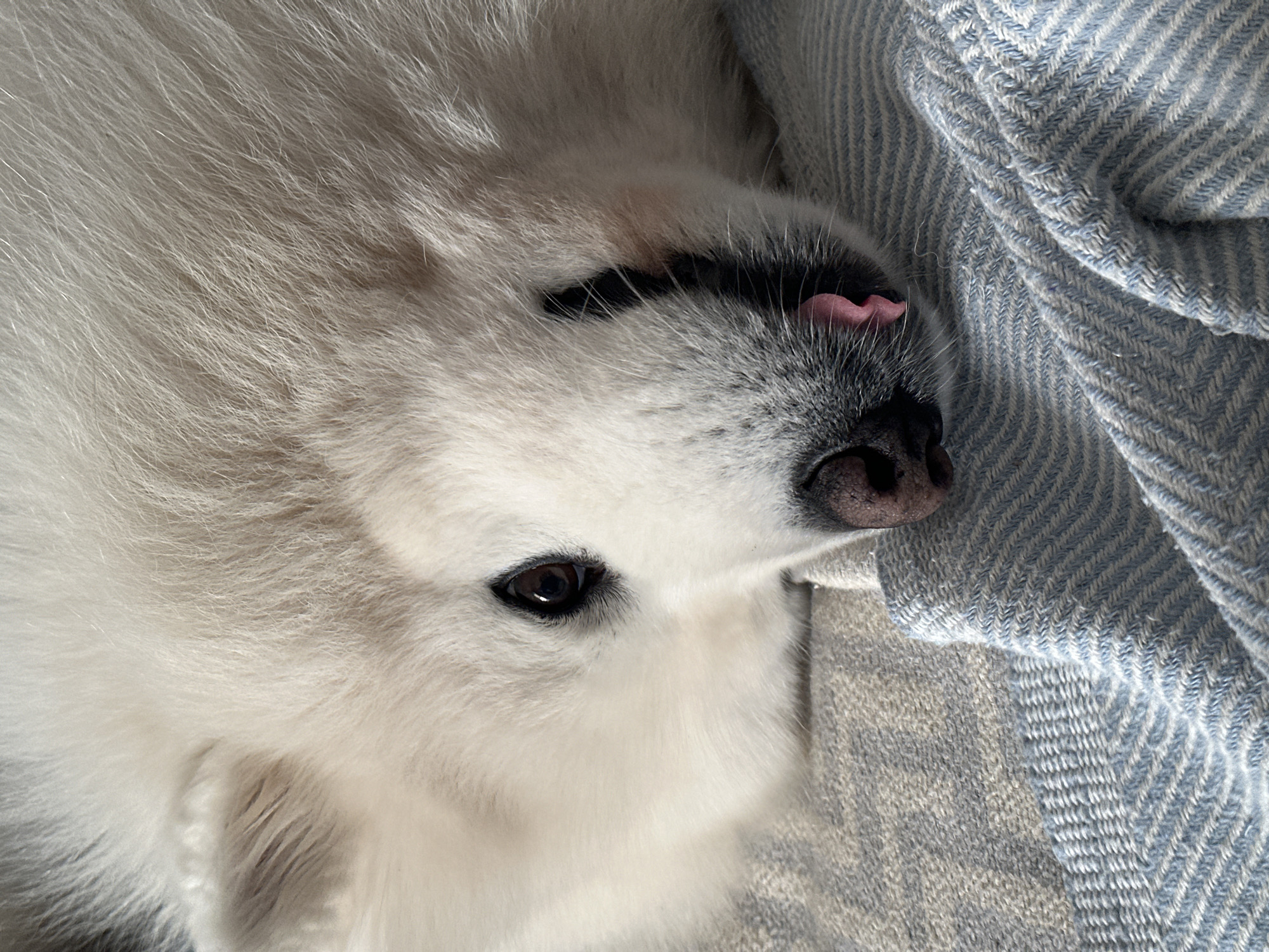 A fluffy, white Samoyed dog is lying on its back on a blue and white herringbone patterned blanket. The dog's head is close to the camera. Its tongue is slightly sticking out. The dog's left eye is open. The image does not provide any information that leads to the location in the city of Šušanj, Montenegro.