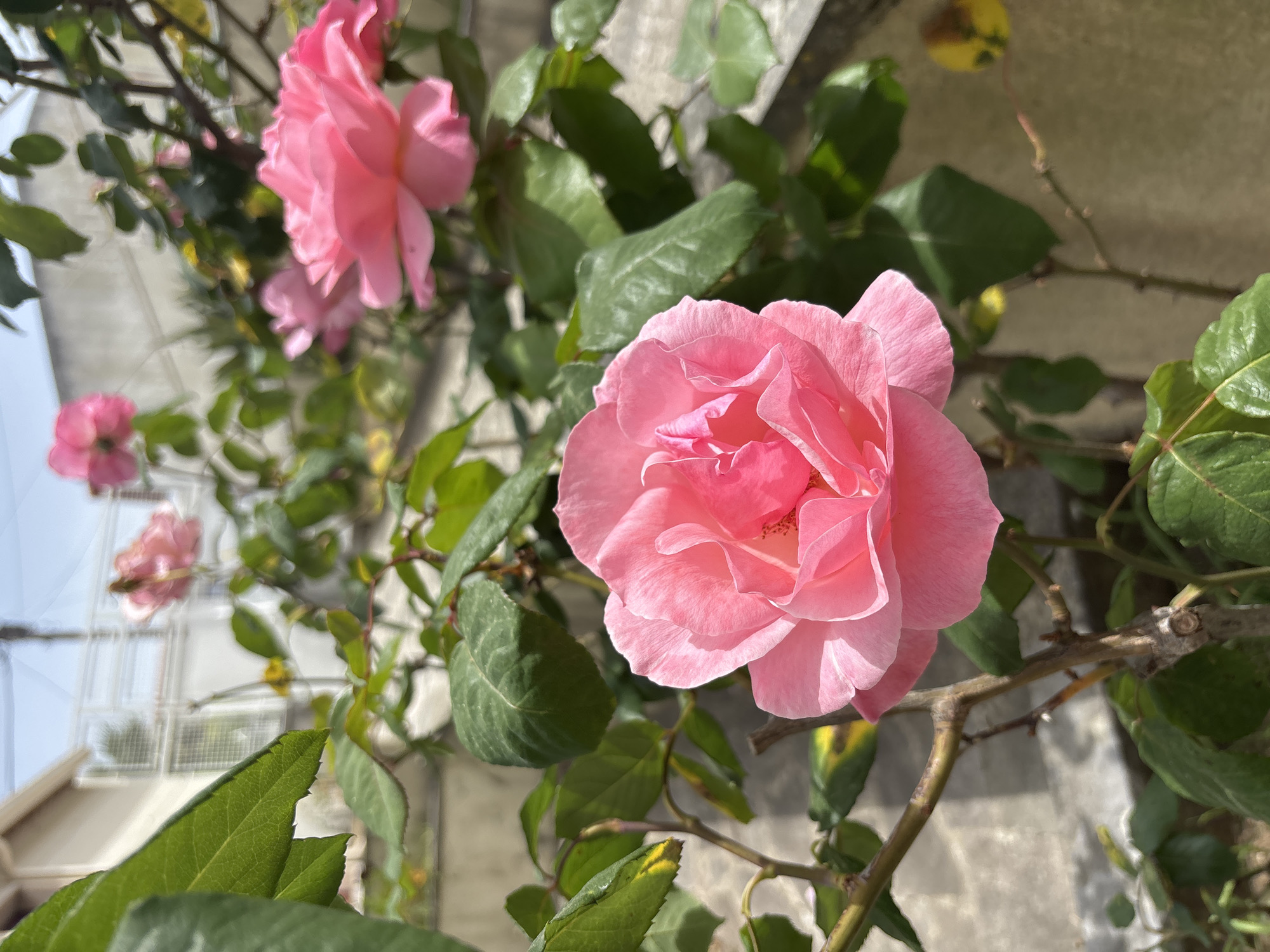 The image displays a vibrant close-up of a pink rose in full bloom, positioned prominently in the foreground, slightly to the right of the frame's center. Its numerous delicate petals show a gradient of pink hues, from soft blush to a deeper rose, and are brightly lit by direct sunlight, which highlights their texture and casts gentle shadows within the flower's folds.
Surrounding the main rose are various green leaves and thorny brown stems of the rose bush. Several other pink roses, some in bloom and others appearing as buds, are visible in the background, rendered in soft focus, adding depth to the scene. A larger, blurred pink rose is noticeable in the upper left, and a smaller one towards the lower left.
The setting is outdoors during bright daylight, suggesting a clear and sunny day, possibly mid-morning or afternoon. Behind the rose bush, a light-colored, textured concrete or stone wall is visible. Further in the distant background, a blurred residential building or structure with a white, grid-like fence or railing can be faintly seen against a bright sky, indicating an urban or suburban environment consistent with Lisbon, Portugal. The image captures a static, serene moment of natural beauty. No specific activity is taking place, and no text is visible within the frame.