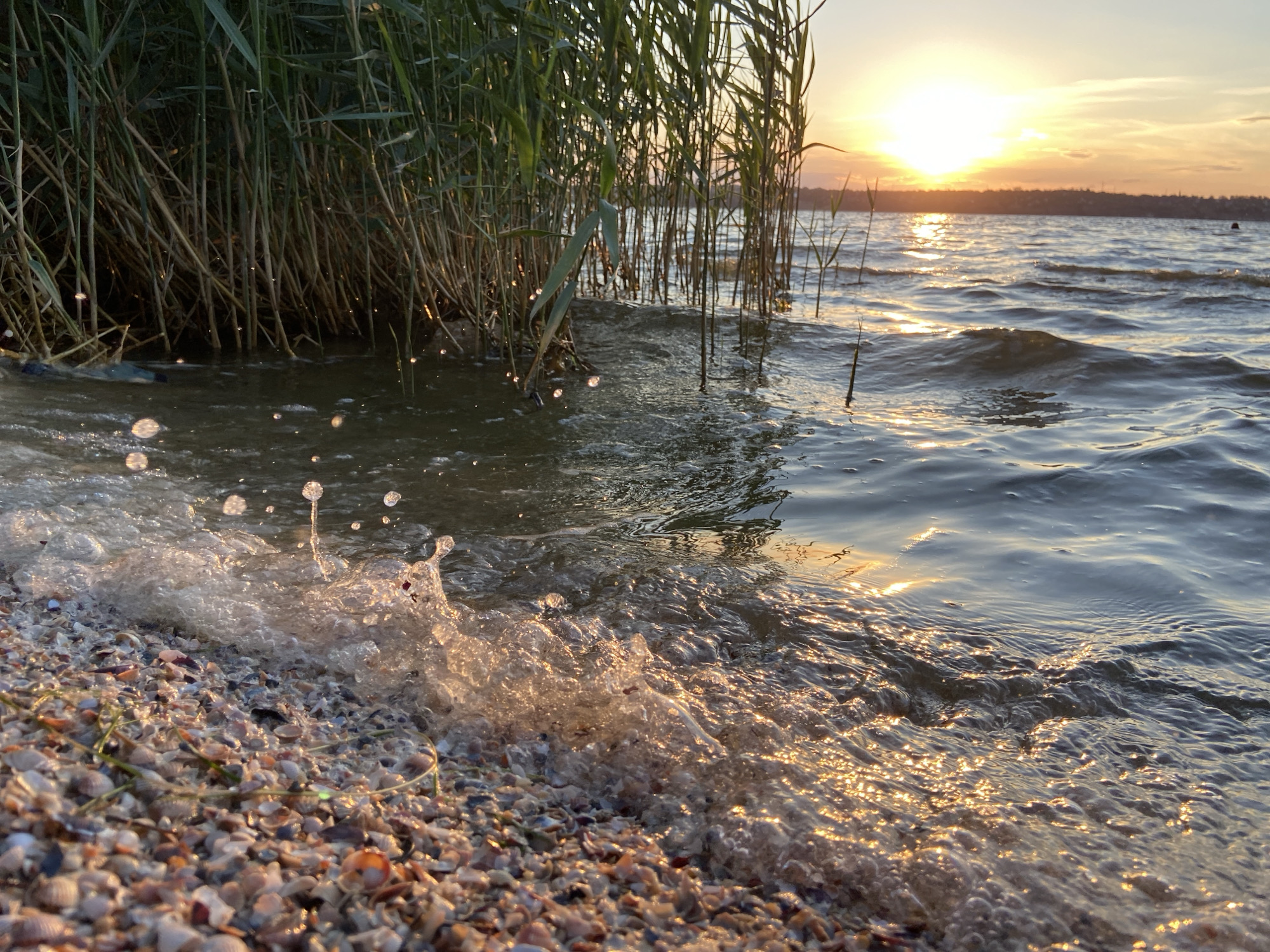 A low-angle, wide shot captures a body of water with a shoreline covered in shells and reeds at the edge. The setting sun casts a warm glow over the scene, with the sun visible in the upper right corner of the image. The water is calm, with gentle ripples reflecting the sunlight. The reeds, a vibrant green, grow tall and dense along the shoreline, their stalks creating a natural border. The shells on the shore vary in color and size, adding texture and detail to the foreground. The overall mood of the image is peaceful and serene, evoking a sense of natural beauty and tranquility. The location is identified as Unknown, Unknown.