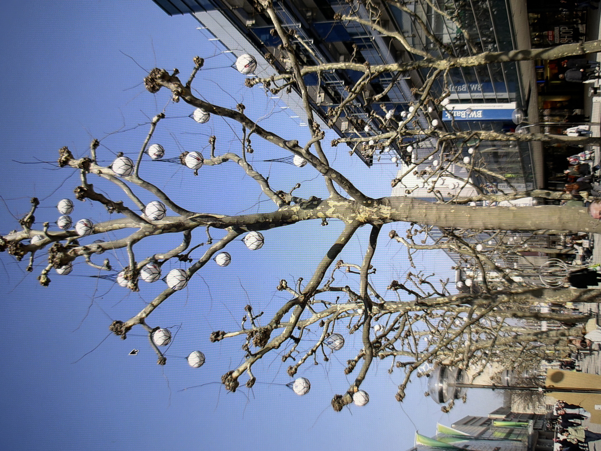 The image depicts a street scene in Kyiv, Ukraine, with a prominent plane tree adorned with white, spherical lanterns. The tree, bare of leaves, displays intricate branching patterns against a clear blue sky. The lanterns, some with red and blue accents, hang from the branches, creating a festive or decorative display.
In the background, a modern building with glass facades rises, reflecting the sky and surroundings. Storefronts are visible, with signage indicating shops and businesses. Some text is discernible, including "BW Bank" and "SHOP." People are present in the background, walking on the sidewalk and near the shops, suggesting a normal day in a city.
The lighting suggests it is daytime, likely mid-morning or afternoon, with the sun casting shadows and illuminating the scene. The clear sky indicates fair weather. The overall impression is of an urban environment decorated for an occasion or as a permanent aesthetic choice, with everyday life continuing around the adorned tree. The image is oriented vertically and appears to be taken from a low angle, looking upwards towards the tree and the building.