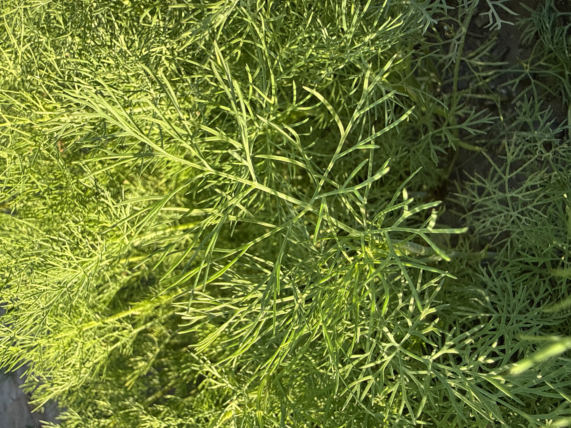 The image is a close-up, overhead shot of bright green dill plants bathed in sunlight. The feathery leaves are finely detailed and textured, with some areas appearing brighter due to the sun's illumination, creating highlights and shadows. The background is out of focus, revealing dark soil and hints of more dill plants. There are no people or man-made objects visible in the frame. The scene suggests an outdoor garden or natural setting. The location is not specified beyond "Unknown, Unknown."