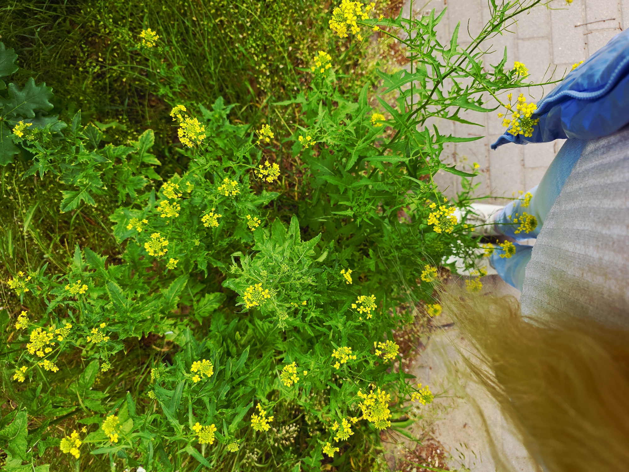 The image shows a patch of weeds with small yellow flowers growing near a paved walkway. A person wearing blue pants and white shoes is standing on the walkway next to the weeds. The location appears to be an urban environment.