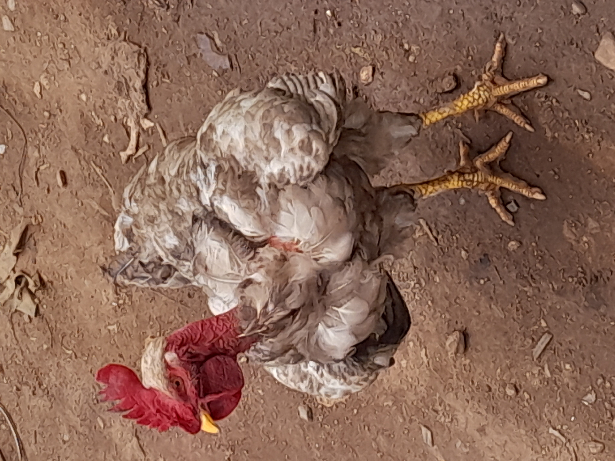 A dead chicken is lying on the ground in Rafin Par, Nigeria. The chicken has gray and white feathers, a red comb, and yellow legs. The ground is brown and dry.