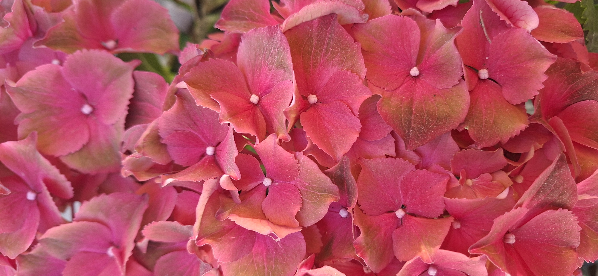 The image is a close-up, vertical, eye-level shot of a cluster of pink hydrangeas. The flowers are in full bloom, with many individual florets overlapping. The petals are a vibrant pink, with some hints of green and brown, suggesting they may be transitioning in color. Each floret has a small, light-colored center. The background is blurred and appears to be foliage. There are no people, animals, or man-made objects visible in the image. The scene is a natural outdoor setting. The location of this image in Lahti, Finland, cannot be determined from the visual information provided.