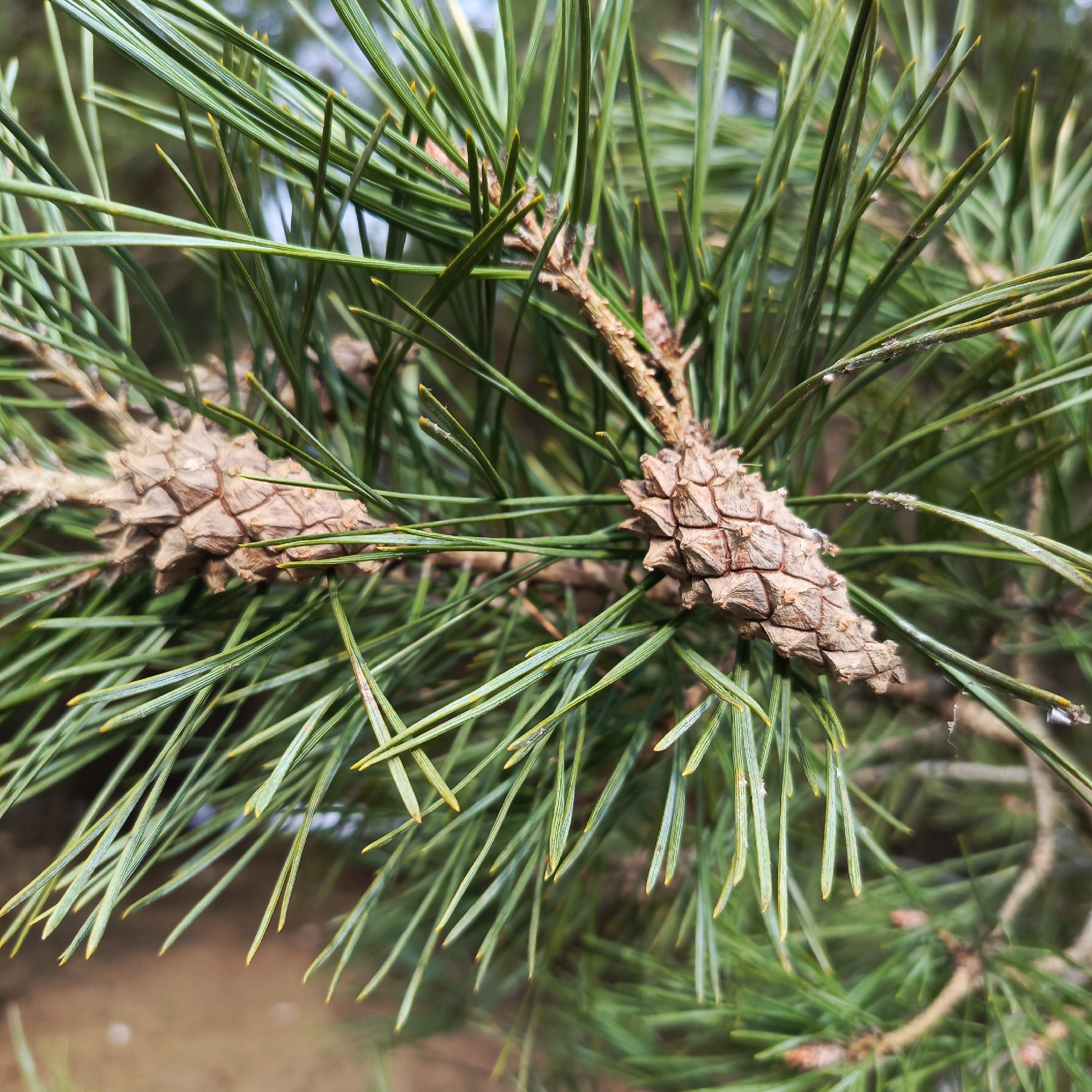 A close-up shot shows a pine tree branch with long, green needles and two small, brown pine cones. The cones are attached to the branch, and the needles surround them, creating a dense, textured appearance. The background is blurry, suggesting a natural outdoor environment. There is no indication of this image being taken in Chaikovsky, Russia.