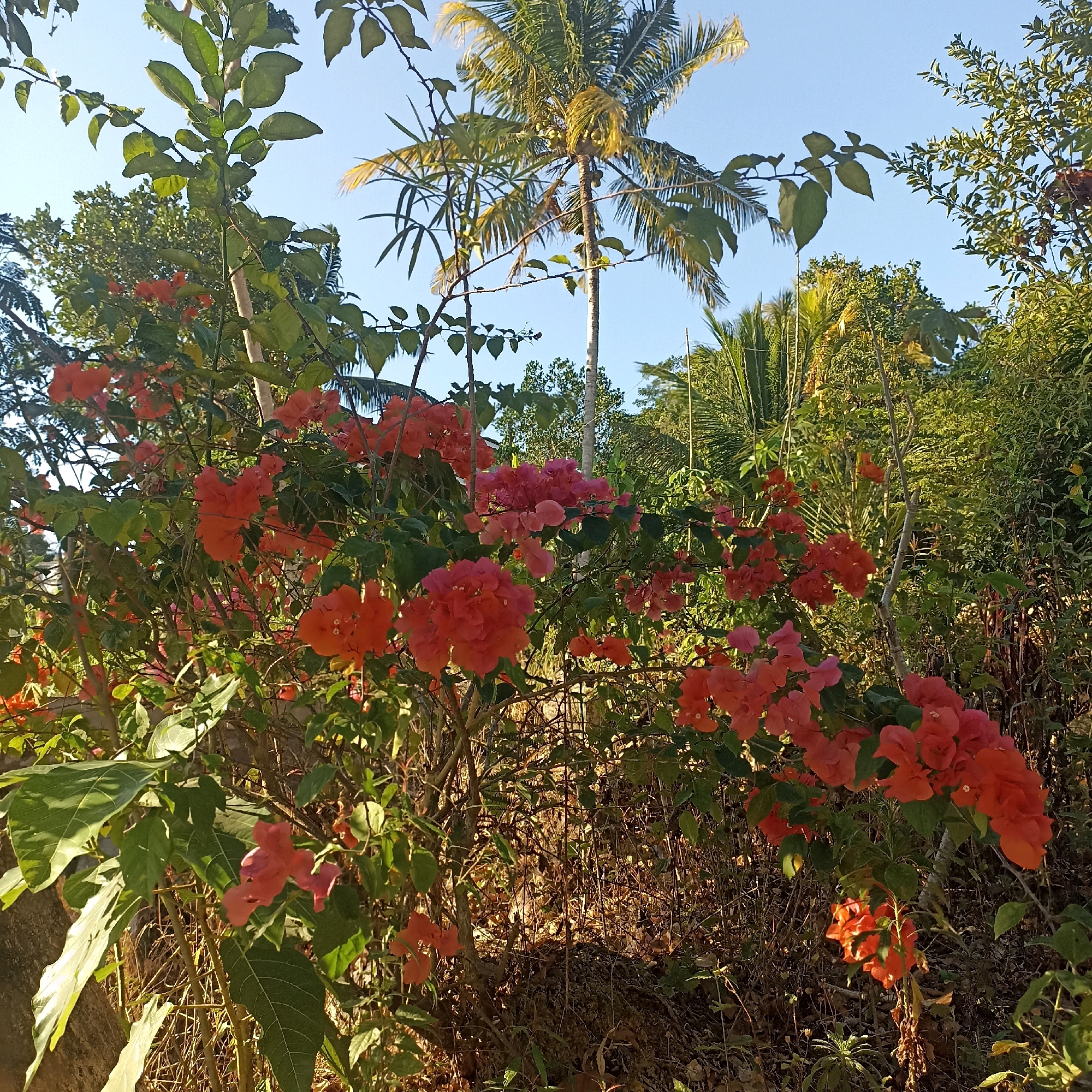 A medium shot captures a lush bush of bright orange and pink bougainvillea flowers in bloom, set against a backdrop of verdant foliage and a clear blue sky. A tall palm tree with visible coconuts stands prominently in the middle ground, with other leafy trees and vegetation filling the rest of the scene. The lighting suggests it is daytime, with the sun casting shadows and highlighting the vibrant colors of the flowers. The overall impression is one of a tropical, natural environment, likely a garden or park in Wonogondo, Indonesia. There are no people or animals visible in the image.