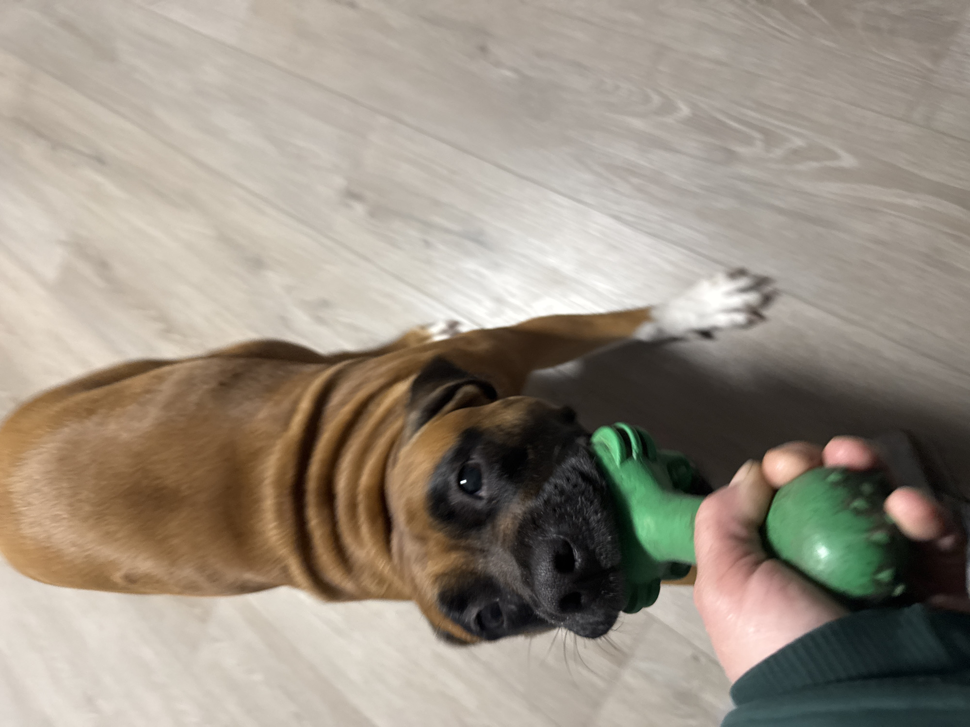 A fawn-colored Boxer puppy lies on its side on a light-colored, wood-look floor. The puppy's head is towards the viewer, and it is gripping a green rubber dog toy in its mouth. A human hand is also holding the toy, presumably engaging in a tug-of-war or play session with the dog. The puppy's coat is smooth, and its face has the typical black mask of a Boxer. The location cannot be determined to be Chaikovsky, Russia, from the provided image.
