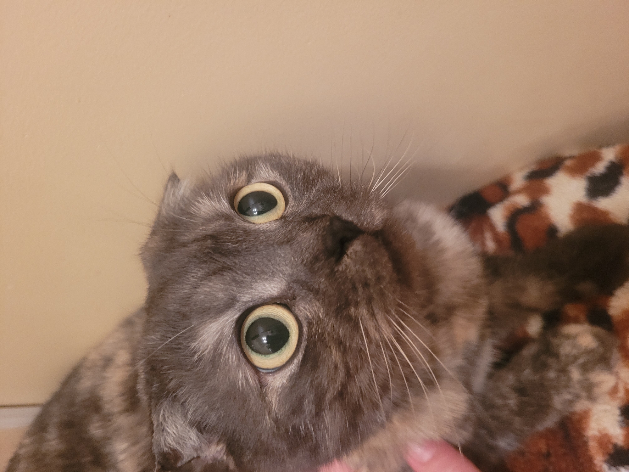 A close-up, slightly tilted, upward-facing view shows a gray and tan cat with large, dilated pupils. The cat is on a soft, animal-print surface. A peach-colored wall is visible in the background. A human finger is partially visible on the right side of the frame. There is no indication that this image was taken in Izhevsk, Russia.