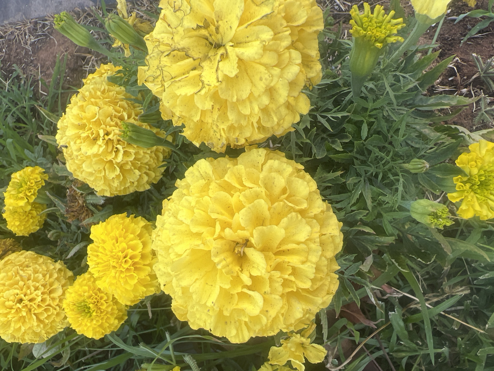 The image is a close-up, overhead view of a patch of bright yellow marigolds in bloom. Several large, fully opened marigold flowers dominate the frame, their petals tightly packed and ruffled. Smaller, less developed marigold flowers and green buds are scattered throughout the image, nestled amongst dark green, feathery foliage. The ground beneath the flowers is visible in places, appearing as dry soil with some scattered brown debris and dry leaves. The lighting suggests it is daytime, with bright sunlight casting subtle shadows. The scene is a natural, outdoor environment, likely a garden or park, located in Or Akiva, Israel. No people are visible in the image.