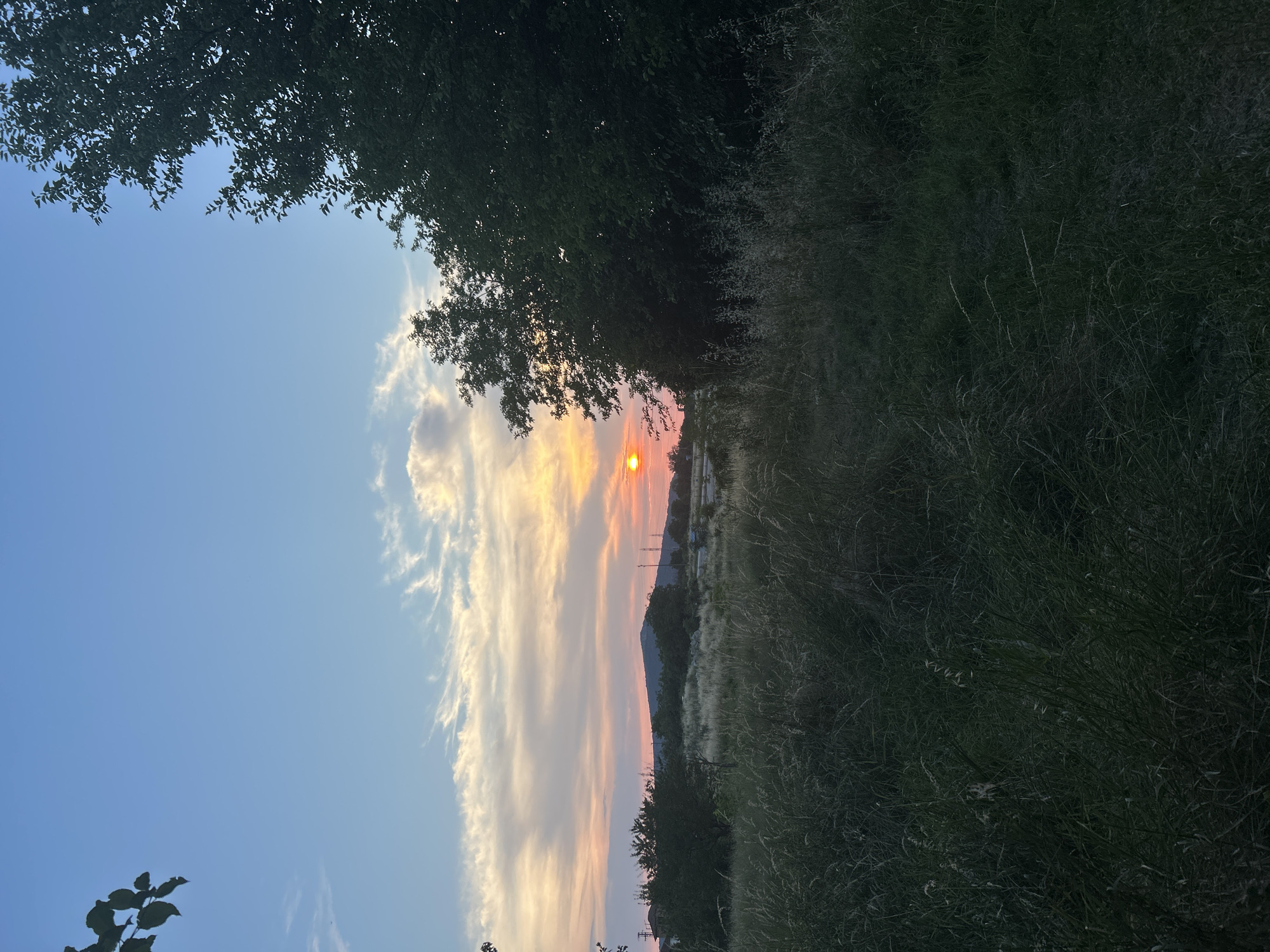 An image captured at dusk shows a field of tall grass in the foreground. A line of trees and some buildings are visible in the middle ground. In the background, a hill is silhouetted against a sky filled with wispy clouds. The sun is setting on the right side of the frame, casting a warm orange glow. The sky is a gradient of blue and orange, with streaks of pink and yellow from the setting sun. A few dark leaves hang from the top left corner of the frame.