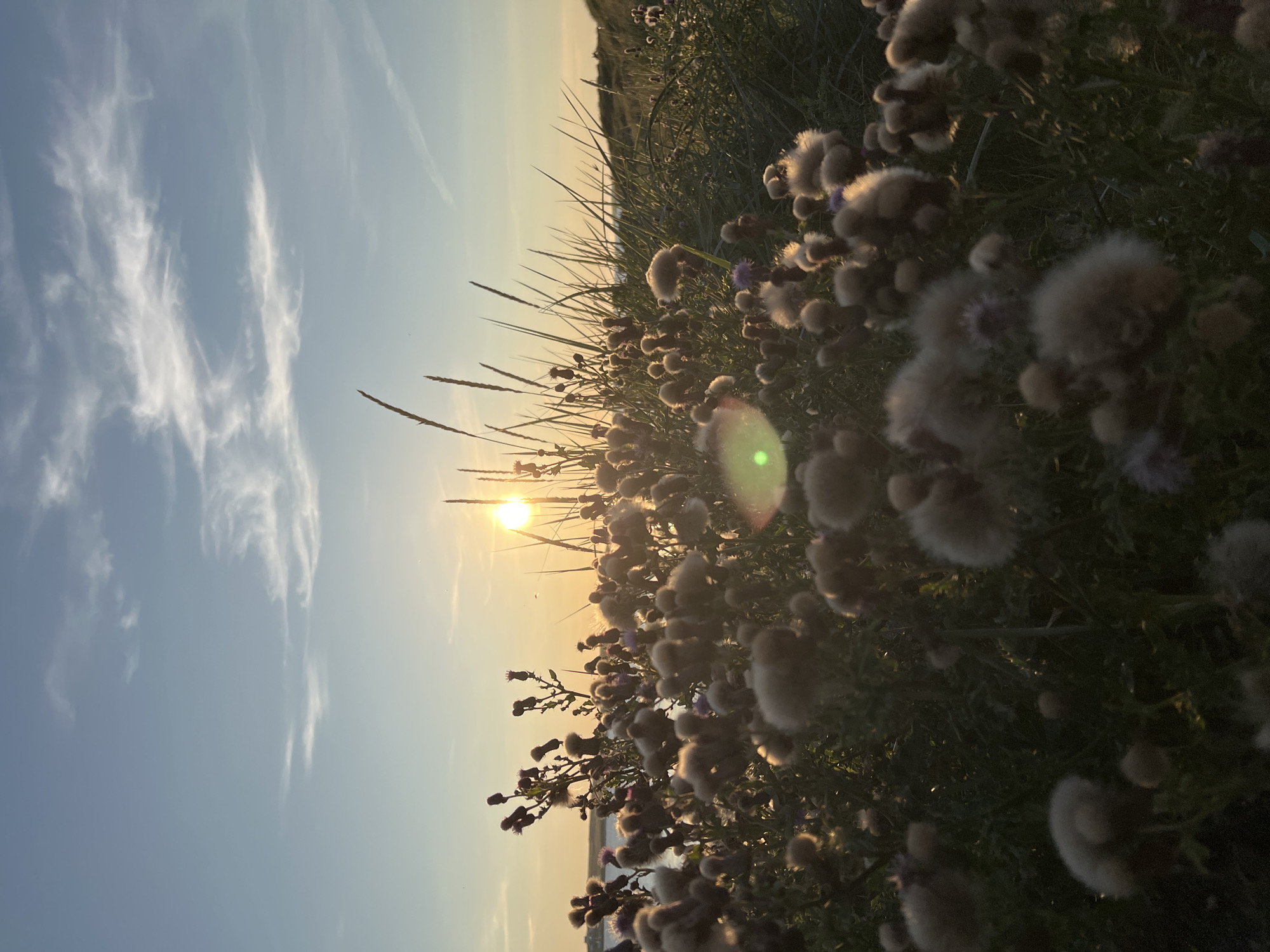 In the coastal landscape of Lunniaghbeg, Ireland, a field of thistles and tall grasses is bathed in the warm, golden light of a setting sun. The sun, a bright orb, is positioned just above the horizon, casting a soft glow across the scene and creating lens flare in the foreground. The sky above is a pale blue, streaked with thin, wispy clouds. In the distance, the calm waters of the sea are visible, meeting the land where rolling dunes covered in grass rise gently. The thistles, some with developing seed heads, are in sharp focus in the foreground, their feathery tops illuminated by the sun's rays. The overall impression is one of natural beauty and tranquility at dusk.