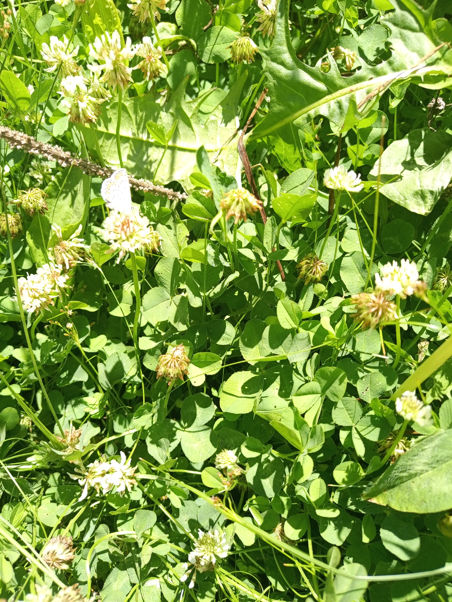 This is a close-up, high-angle, outdoor, daylight photograph of a patch of green clover and other foliage in an unspecified urban location. The scene is dominated by various shades of green from the clover leaves and blades of grass, with several clusters of small, white clover flowers in bloom. Some of the flowers appear to be wilting or in seed. A single, small white butterfly with dark markings is perched on a dry, brown stalk that runs horizontally across the center of the image. The butterfly is the primary subject. Sunlight casts dappled shadows on the leaves, indicating a sunny day. The overall impression is one of a natural, overgrown area within a possibly neglected urban space.
