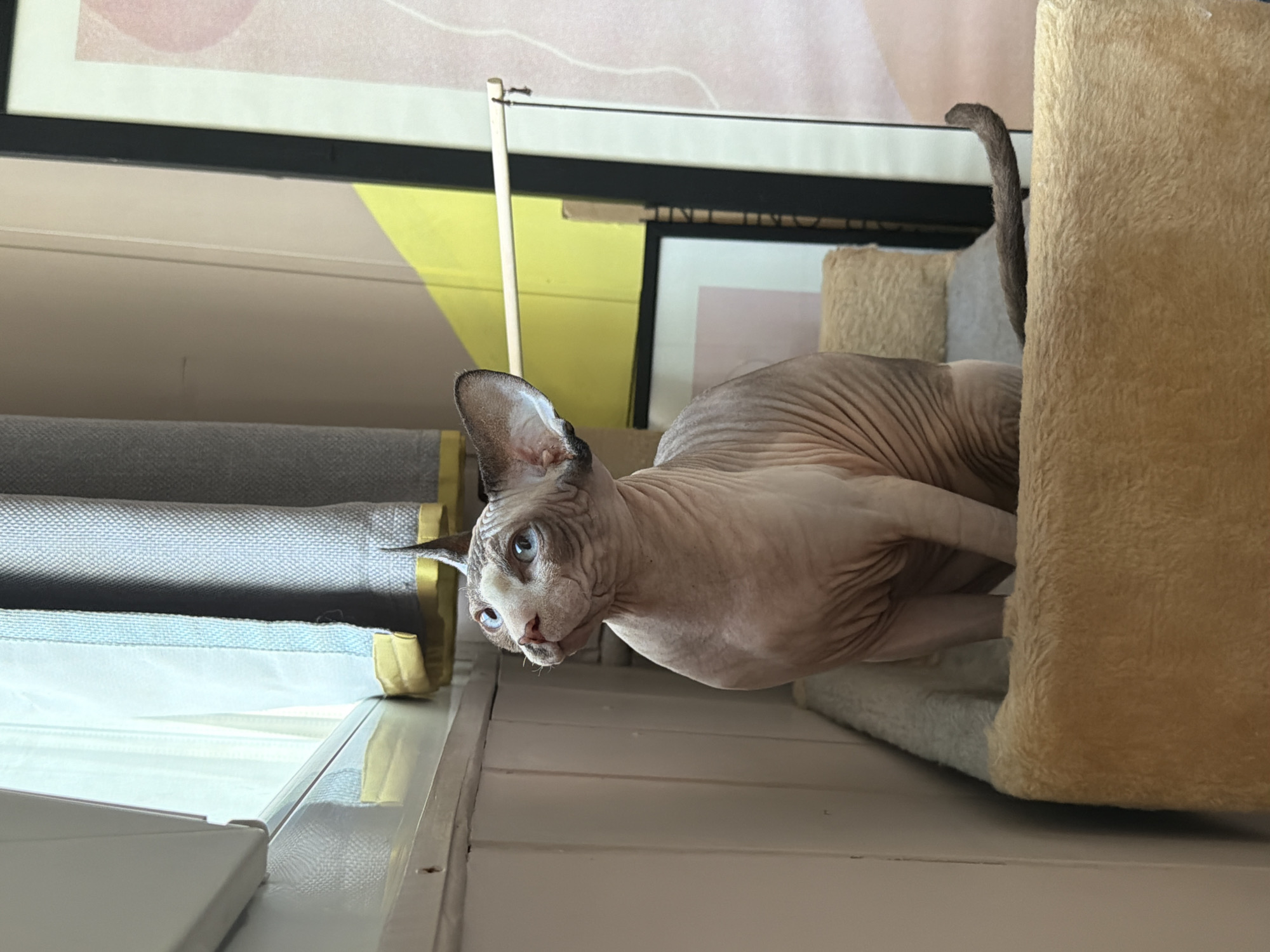 A hairless cat, likely a Sphynx, is positioned near a window covered by gray and yellow blinds. The cat appears to be emerging from a beige cat tower located to the right. The background includes a picture frame with abstract colors. The setting appears to be indoors.