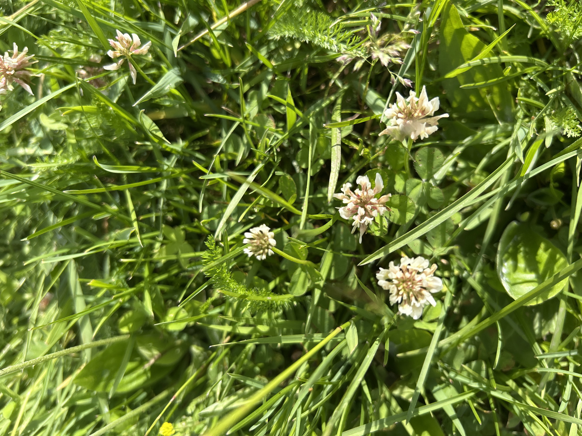 The image is a close-up, overhead shot of a patch of green grass and clover flowers. The scene is outdoors and appears to be a natural setting with no man-made structures or people visible. The lighting suggests it is daytime, with bright sunlight casting shadows. The focus is on the vibrant green of the grass and the delicate, pale pink and white clover blossoms scattered throughout. The details of the clover flowers, with their numerous small petals, are clearly visible. The overall impression is one of a tranquil, natural environment. The location provided, Усмангали, Russia, places this natural scene within a specific geographical context.