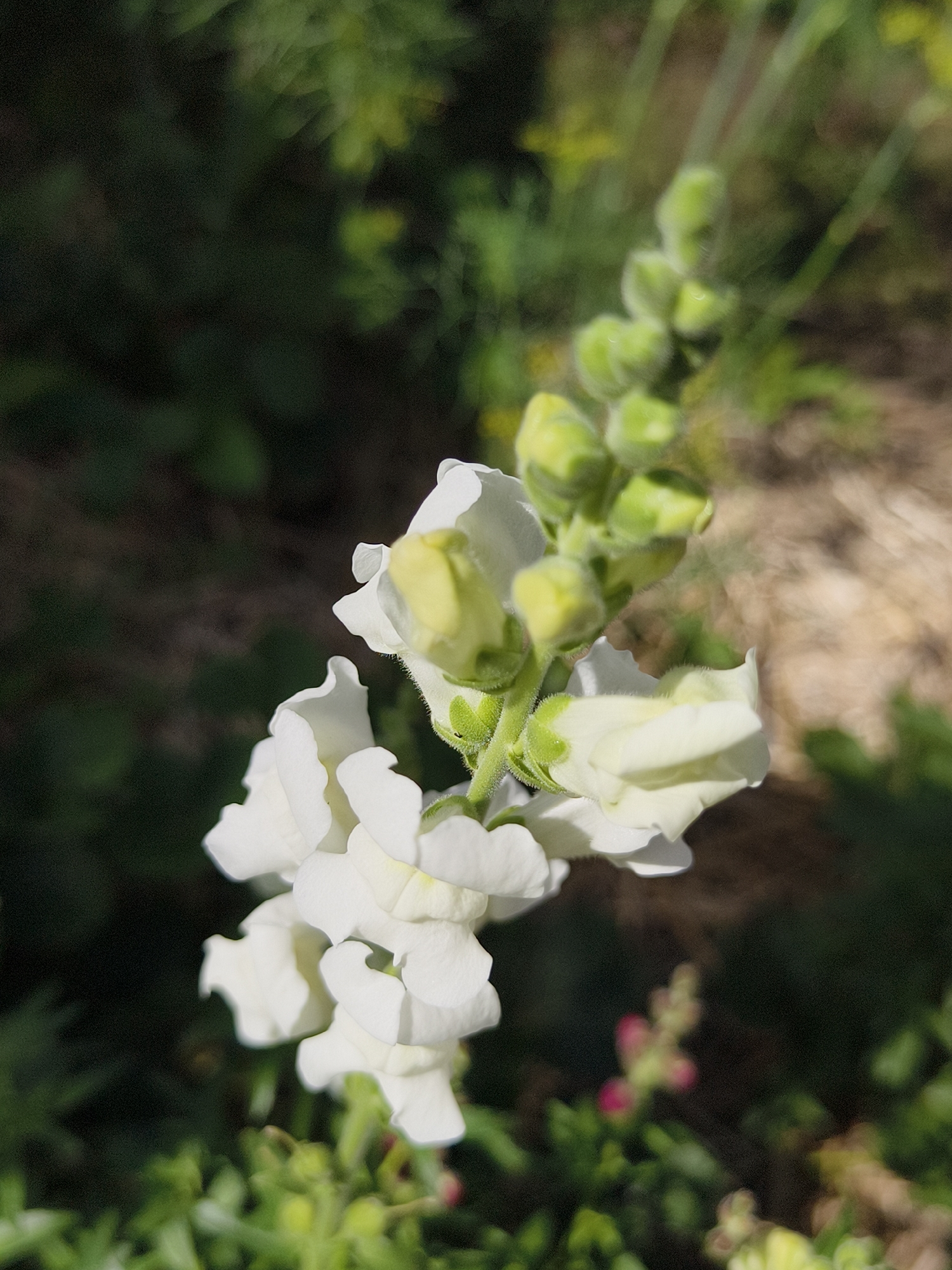 The image shows a close-up of a stalk of white snapdragon flowers. The flowers are in various stages of bloom, with some fully open and others still in bud. The background is a blur of green foliage and brown earth, suggesting an outdoor garden setting. There are no people or animals visible in the image. The location in the city of Семилетка, Russia is not indicated by any visual cues in the photograph.